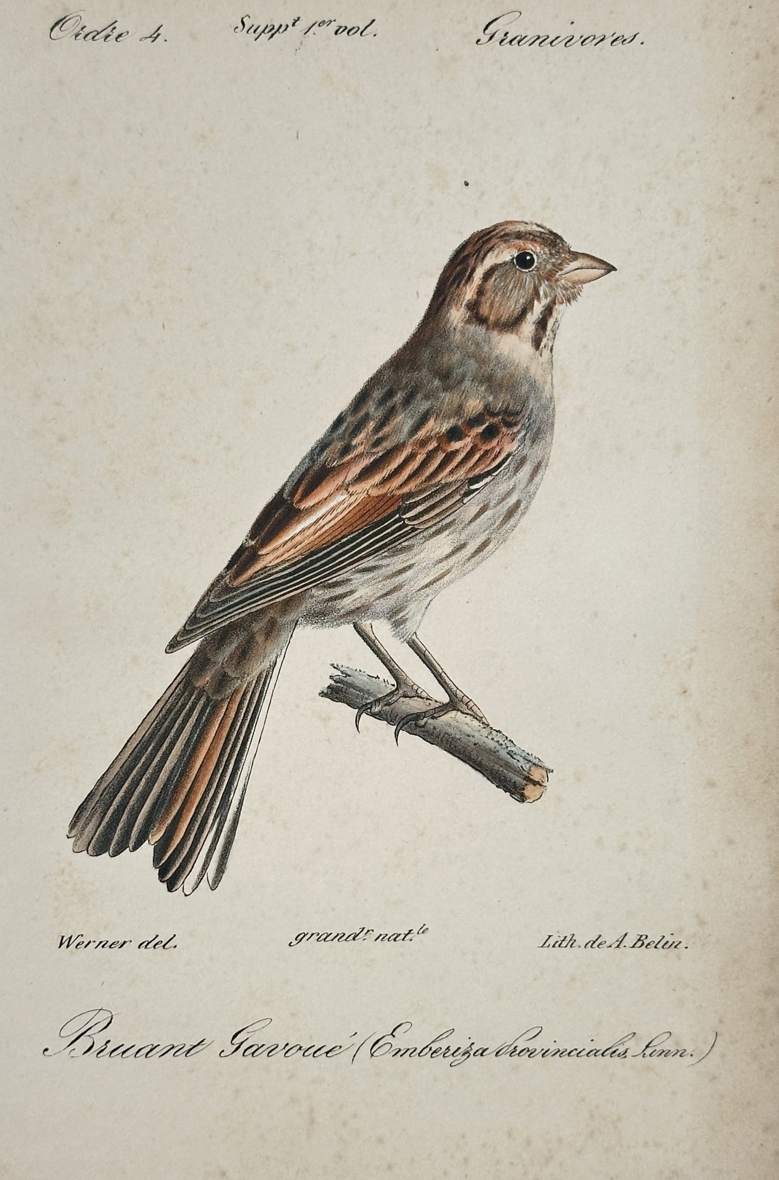 Jean-Charles Werner (1798–1856) – Rock Bunting – Hand-coloured lithograph (1828): "Bruant Gavoué" portrays a rock bunting perched on a small wooden branch, rendered at its natural size. The illustration captures the bird's distinctive plumage, including the greyish head with dark 