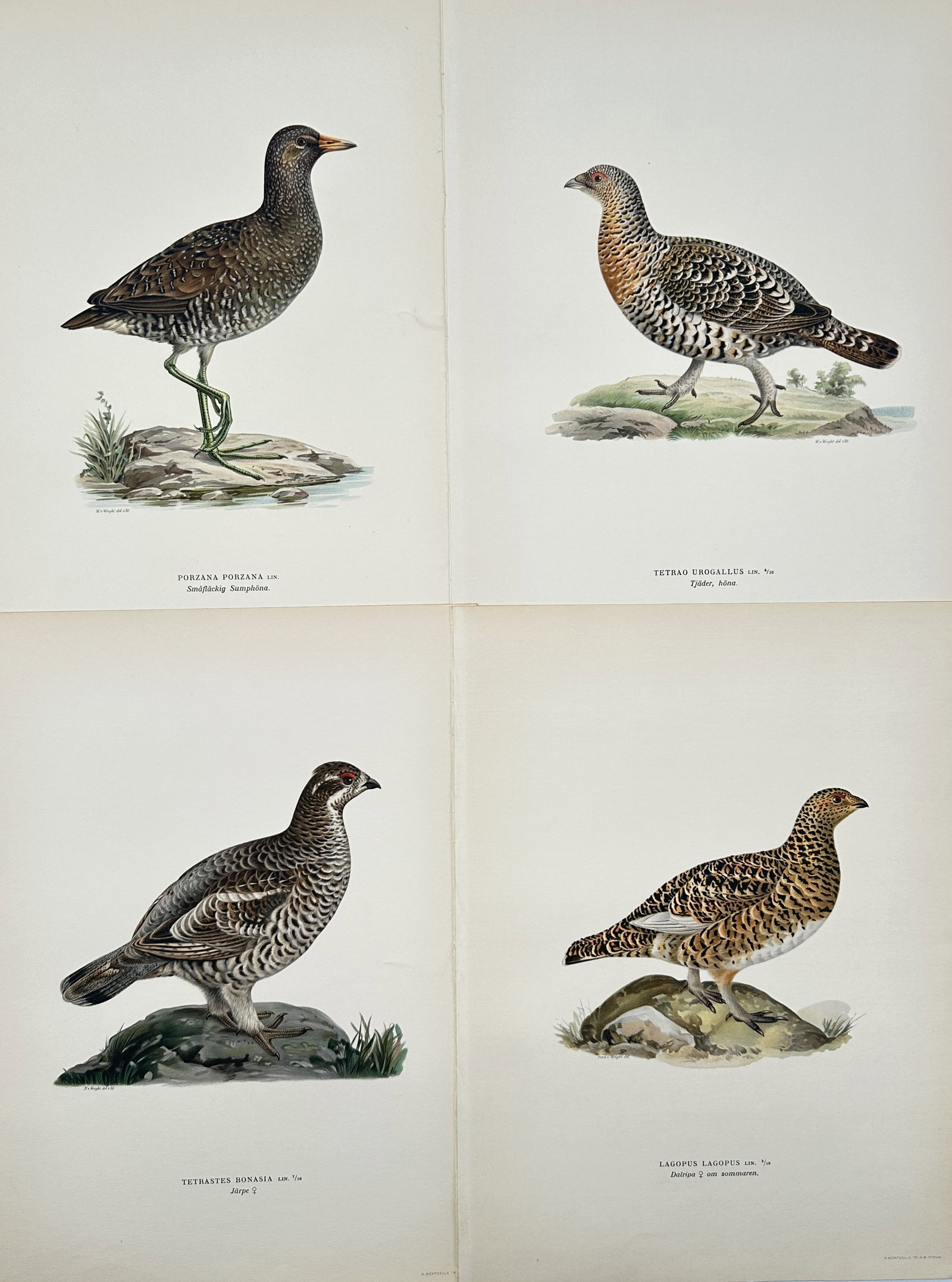 Magnus von Wright – Set of 4: Ornithological Studies of Nordic Game and Marsh Birds: "Porzana porzana. Tetrao urogallus. Tetrastes bonasia. Lagopus lagopus." presents a systematic survey of Scandinavian avian life, featuring the spotted crake, a young western capercaillie, the hazel g