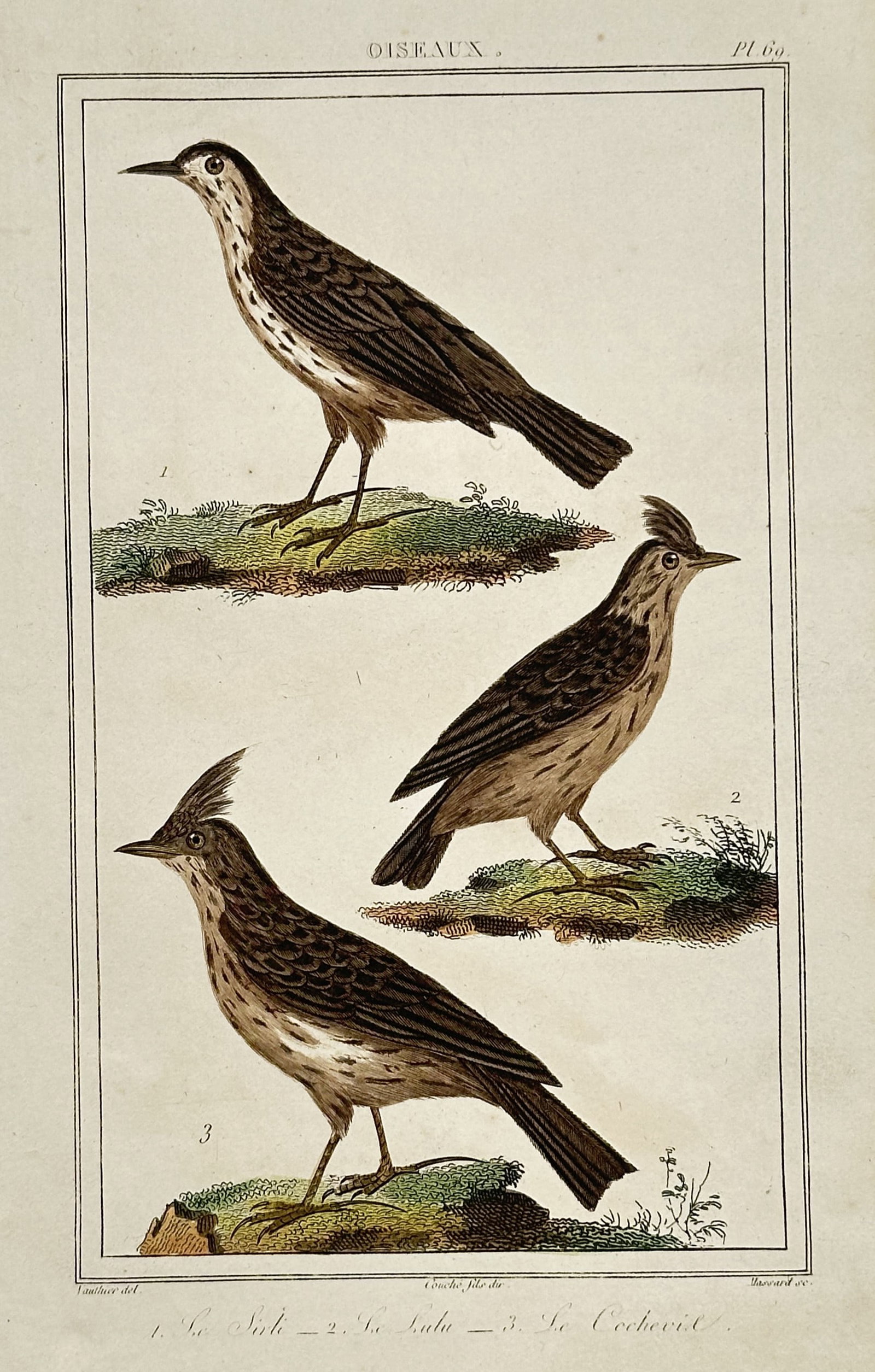 Georges-Louis Leclerc, Comte de Buffon – Study of Larks – Hand-coloured engraving (1770): "Le Falu Le Lulu Le Cochevis" is a natural history illustration depicting three varieties of larks standing on small patches of terrain. This hand-coloured engraving was published in the encyclopedic 