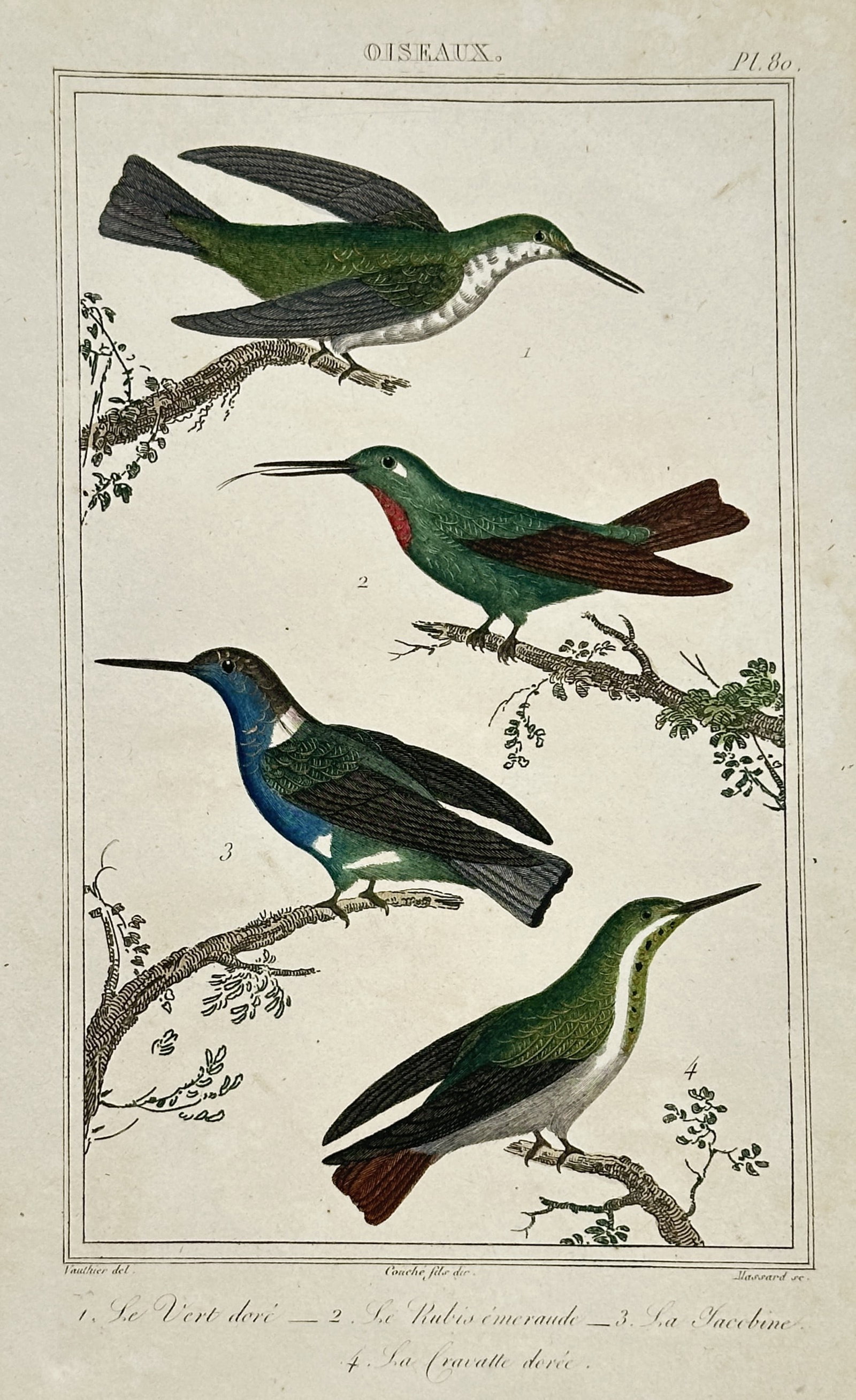 Georges-Louis Leclerc, Comte de Buffon – Study of Hummingbirds – Hand-coloured engraving (1770): "Le Vert dore Le Rubis emeraude La Jacobine La Cravatte doree" is a natural history illustration depicting four species of hummingbirds perched upon slender, leafy branches. This hand-coloured engravi