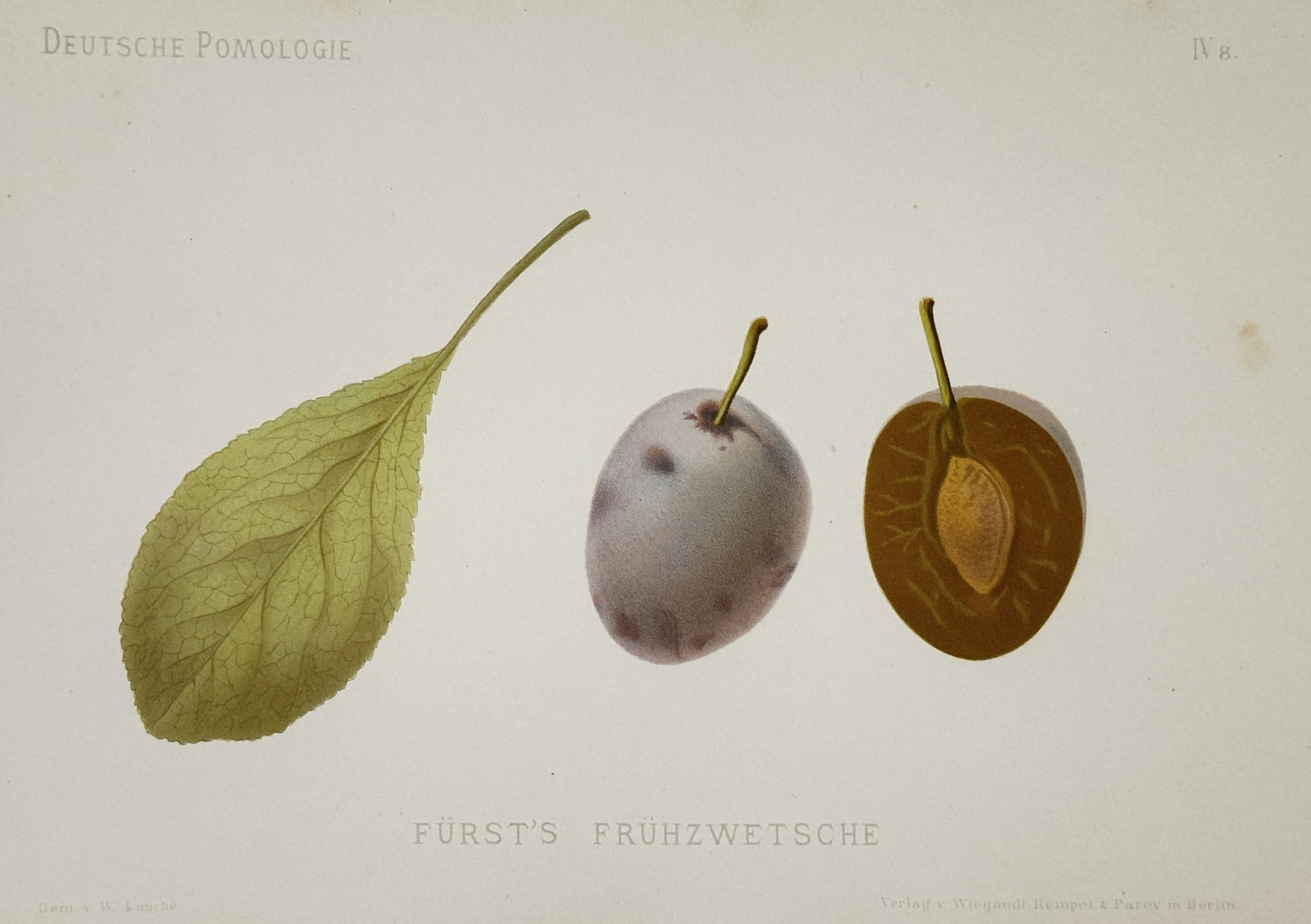 Wilhelm Lauche (1827–1883) – Study of the Fürst’s Frühzwetsche Plum – Chromolithograph: "Fürst’s Frühzwetsche". This chromolithograph illustrates a specific variety of early plum, displaying a single leaf alongside a whole fruit and a longitudinal cross-section that reveals the inter