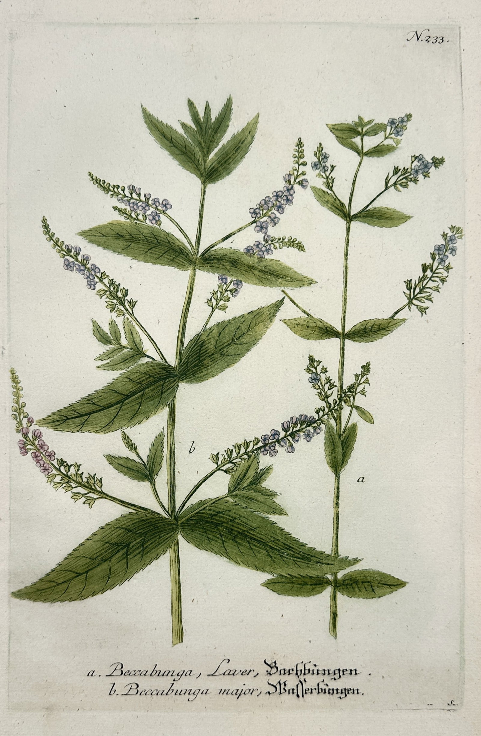 Johann Wilhelm Weinmann – Study of Beccabunga and Beccabunga major – Engraving: "Beccabunga, Laver, Bachbungen; Beccabunga major, Wasserbungen". This hand-coloured engraving illustrates two species of brooklime, featuring their upright stems, serrated leaves, and delicate blue fl