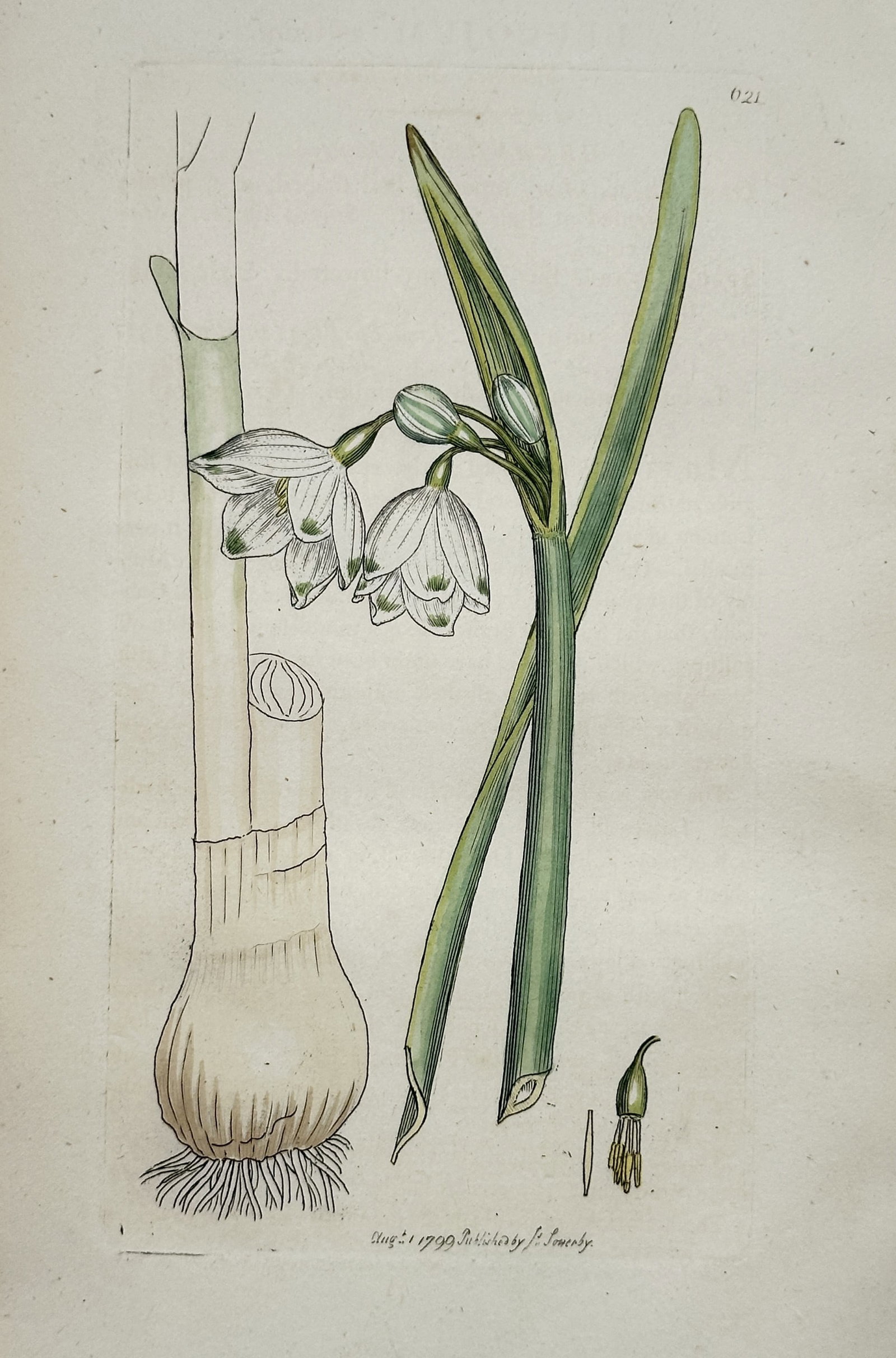 James Sowerby – Study of the Summer Snowflake Leucojum aestivum – Engraving (Hand-coloured): "Leucojum aestivum". This hand-coloured engraving illustrates a summer snowflake plant, displaying its characteristic bell-shaped white flowers with green-tipped petals, long linear leaves, and the bu