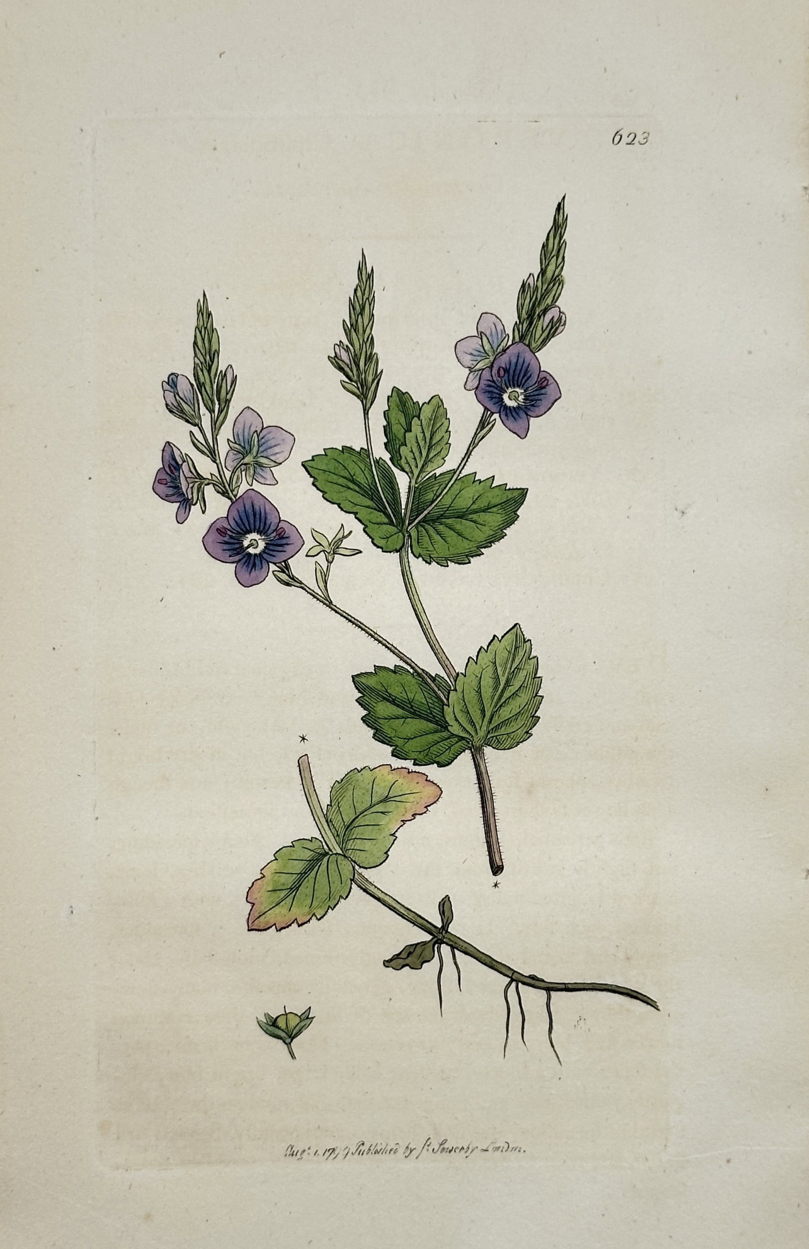 James Sowerby – Study of the Germander Speedwell Veronica chamaedrys – Engraving: "Veronica chamaedrys". This hand-coloured engraving illustrates a germander speedwell plant, depicting its bright blue flowers with white centres, serrated heart-shaped leaves, and the characteristic 