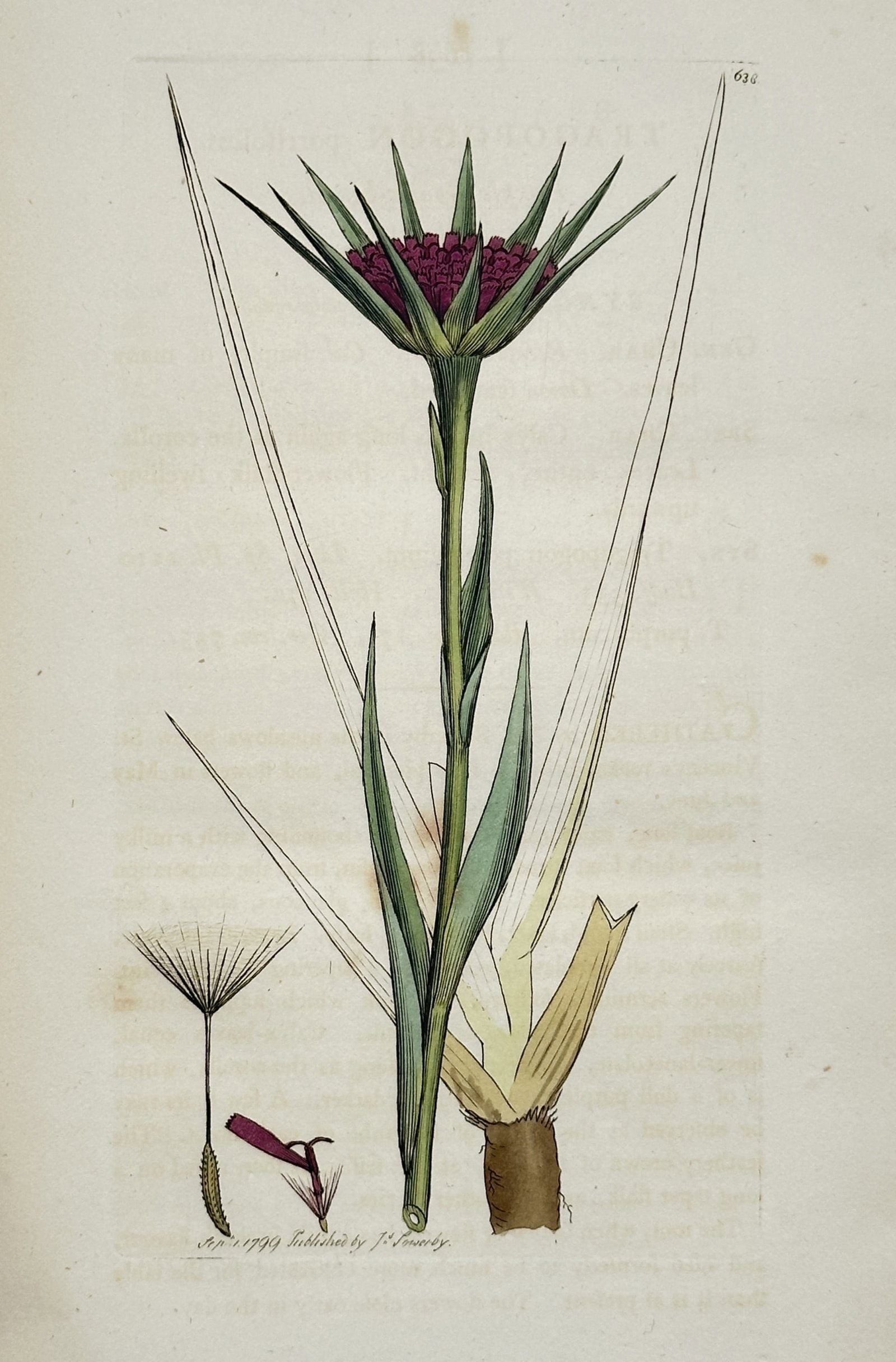 James Sowerby – Study of Purple Goat's-beard Tragopogon porrifolius – Engraving (Hand-coloured): "Tragopogon porrifolius". This hand-coloured engraving illustrates a purple goat's-beard, also known as salsify, featuring its distinctive dull purple flower head surrounded by long green involucral b