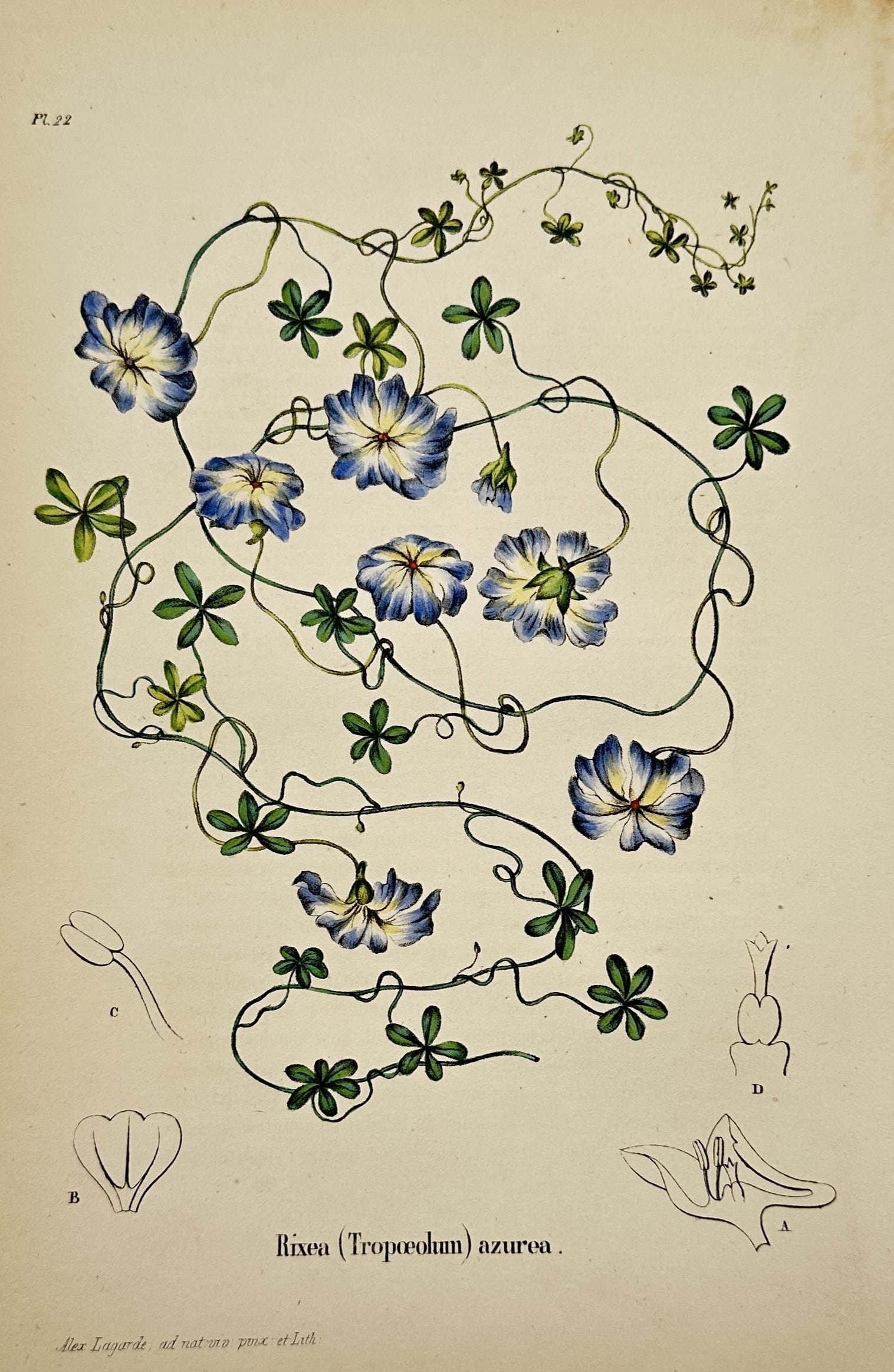 Alexandre Lagarde – Study of the Blue Nasturtium Tropaeolum azureum – Hand-coloured Lithograph: "Rixea (Tropaeolum) azurea". This delicate hand-coloured lithograph illustrates the slender, twining stems of the blue nasturtium, featuring its rare azure-blue flowers with pale yellow centres and sm