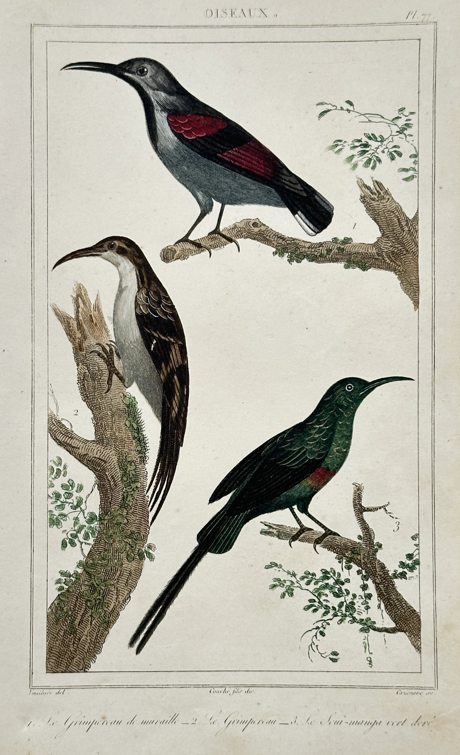 Georges-Louis Leclerc, Comte de Buffon (1707–1788) – Study of Wallcreepers and Sunbirds: "Oiseaux" illustrates three species of birds with slender, curved beaks, identified as the Wallcreeper, the Treecreeper, and the Gilded Green Sunbird. This hand-coloured engraving is a leaf from the m