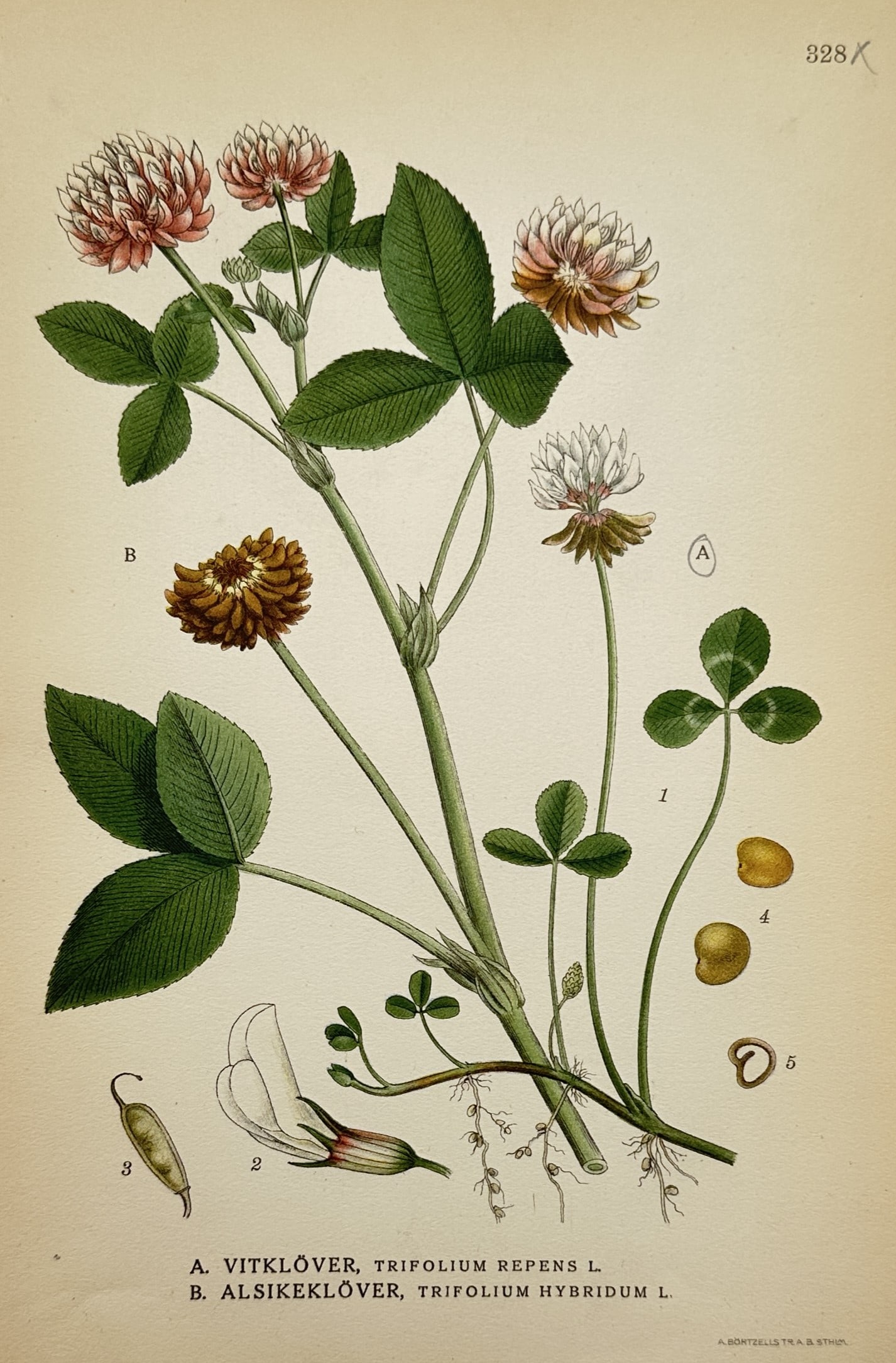 Carl Axel Magnus Lindman (1856–1928) – White Clover and Alsike Clover – Chromolithograph: "Vitklöver, Trifolium repens L. Alsikeklöver, Trifolium hybridum L." This botanical chromolithograph illustrates two species of clover, showing the flowering heads, leaf structures, seed pods, and r