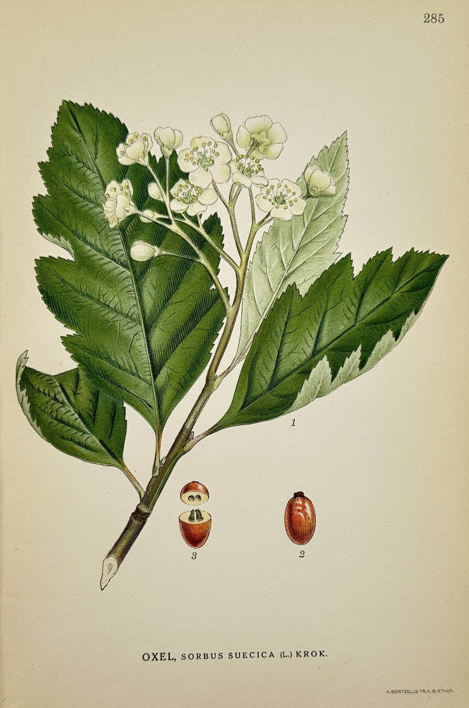 Carl Axel Magnus Lindman (1856–1928) – Swedish Whitebeam – Chromolithograph (1901): "Oxel, Sorbus suecica (L.) Krok." This botanical chromolithograph depicts a branch of the Swedish whitebeam, featuring its cluster of white flowers and distinctively lobed green leaves with pale under