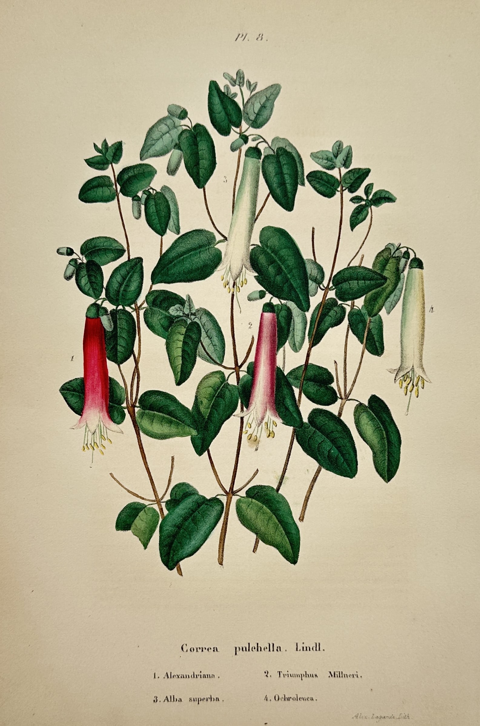 Alexandre Lagarde (active 1840–1860) – Varieties of Correa Pulchella – Hand-coloured: "Correa pulchella. Lindl." This hand-coloured lithograph illustrates four distinct varieties of the Correa pulchella plant, featuring tubular bell-shaped flowers in shades of red, pink, and white. It 