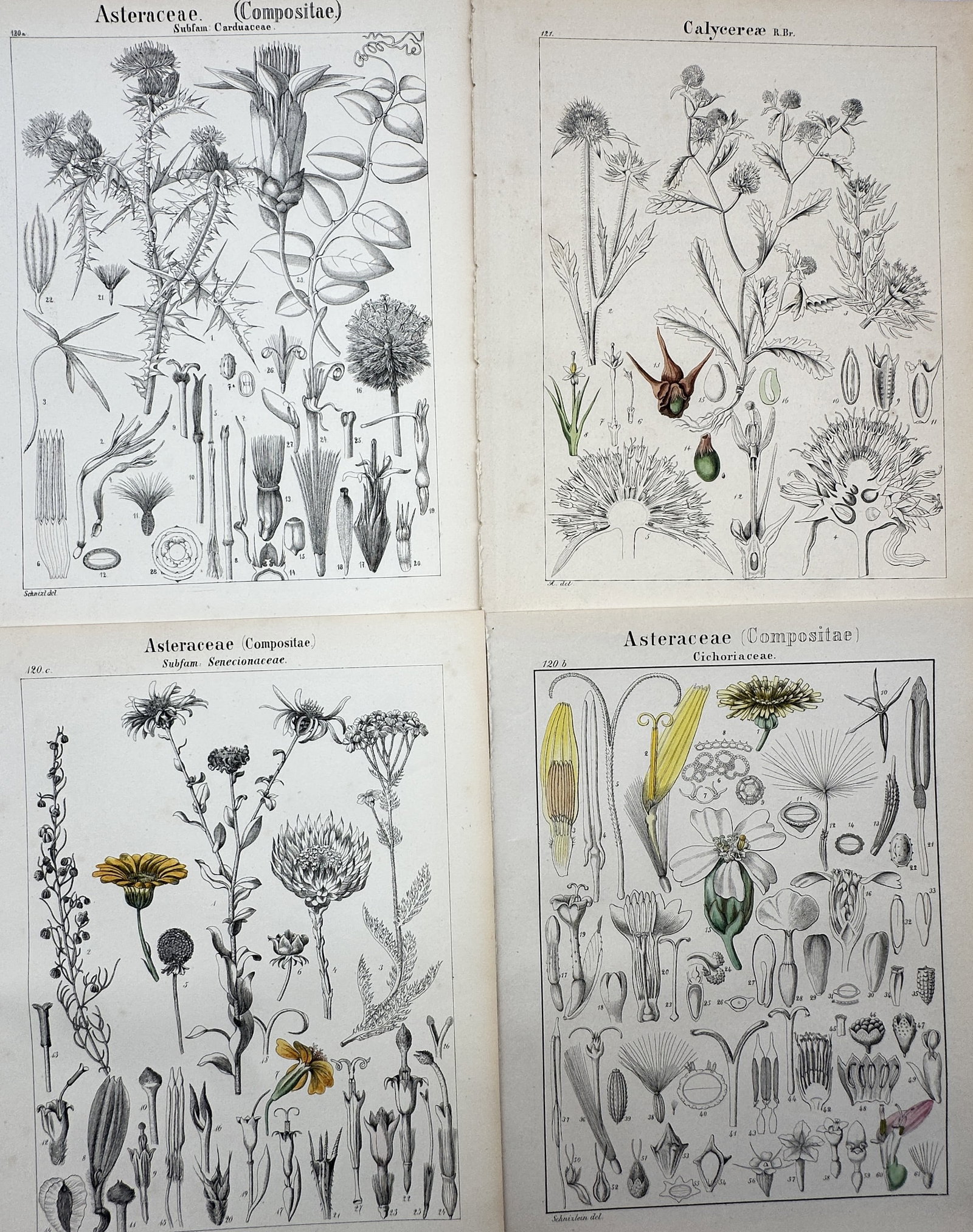 Adalbert Schnizlein – Set of 4: Botanical studies of Asteraceae (Compositae): This set of four botanical plates provides a detailed morphological analysis of the Asteraceae (Compositae) family—including the subfamilies Carduaceae (thistles), Senecionideae, and Cichorineae (ch