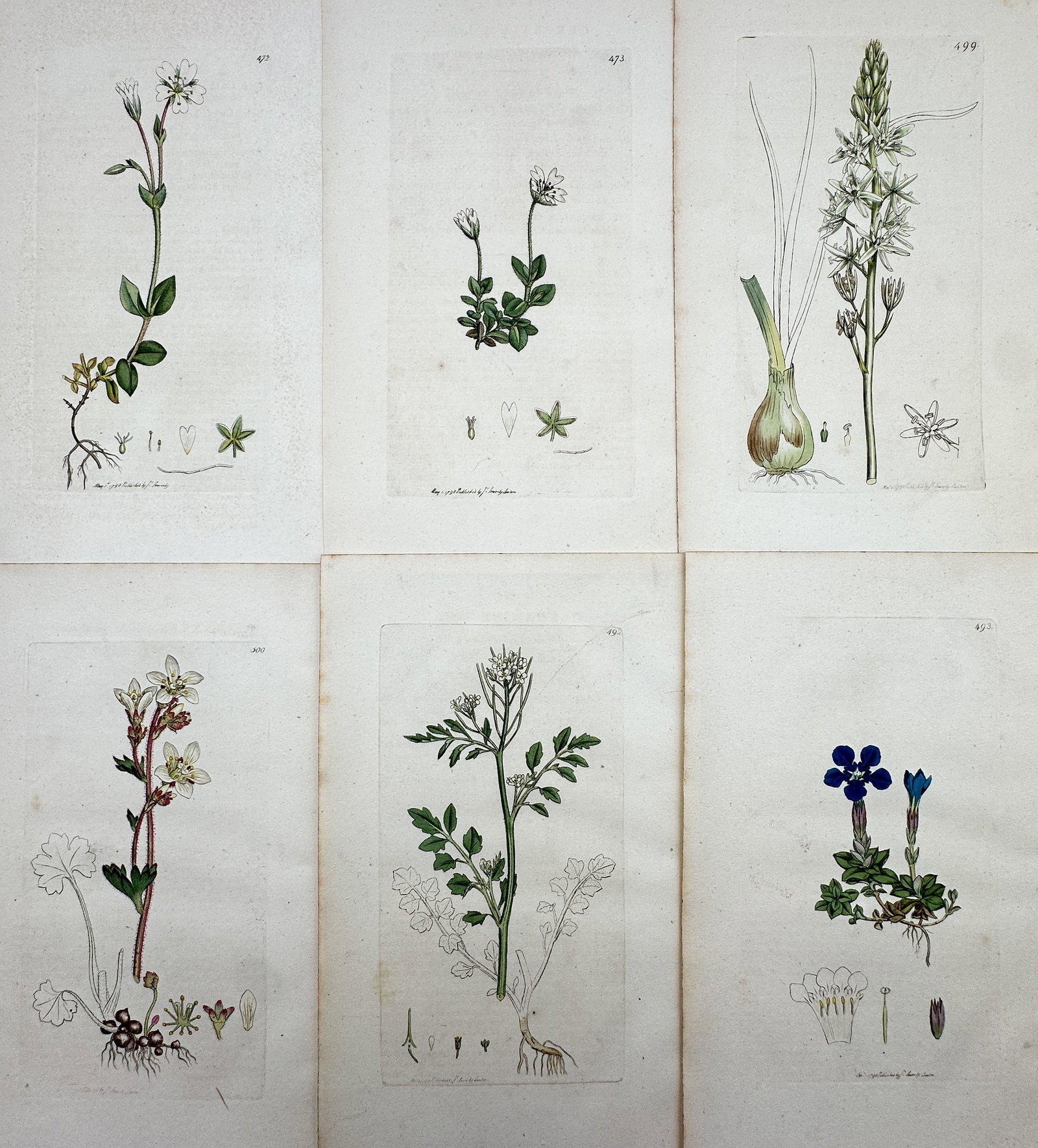 James Sowerby – Set of 6: Botanical studies including Starworts, Saxifrages: This set of six botanical plates illustrates a variety of British wild plants, including delicate white starworts (Stellaria), a bulbous Star-of-Bethlehem (Ornithogalum), a rooted saxifrage with reddi