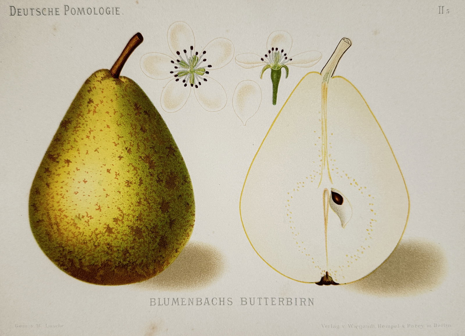Wilhelm Lauche – Pomological study of the Blumenbachs Butterbirn Pear – Chromolithograph (1882): "BLUMENBACHS BUTTERBIRN" illustrates a specific pear variety, depicting the whole fruit alongside a longitudinal section showing the internal structure and a seed, as well as the blossom and its anato
