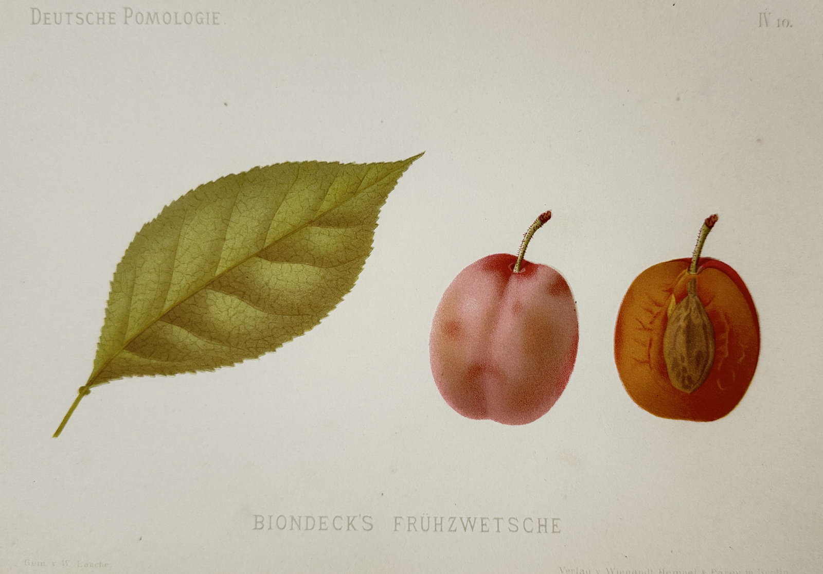 Wilhelm Lauche – Pomological study of the Biondeck's Frühzwetsche Plum – Chromolithograph: "BIONDECK'S FRÜHZWETSCHE" illustrates a specific plum variety, depicting a single leaf alongside the whole fruit and a cross-section showing the stone and internal flesh. This chromolithograph was pu