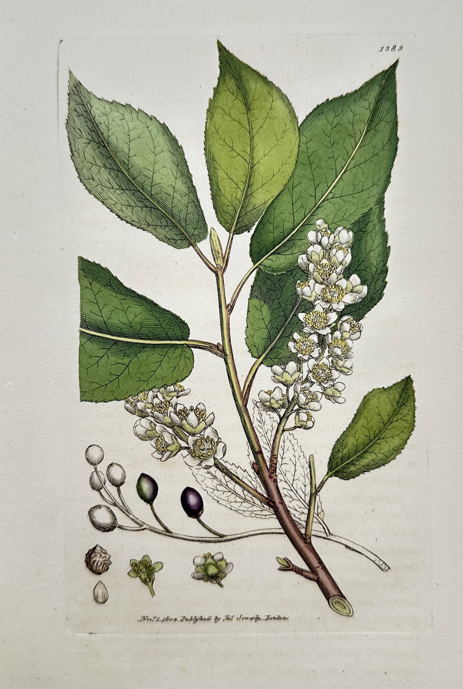 James Sowerby – Botanical study of a Bird Cherry – Hand-coloured engraving (1804): "PRUNUS PADUS" illustrates a bird cherry specimen, depicting a flowering branch with characteristic white racemes alongside detailed dissections of the fruit, stone, and floral structures. This engrav