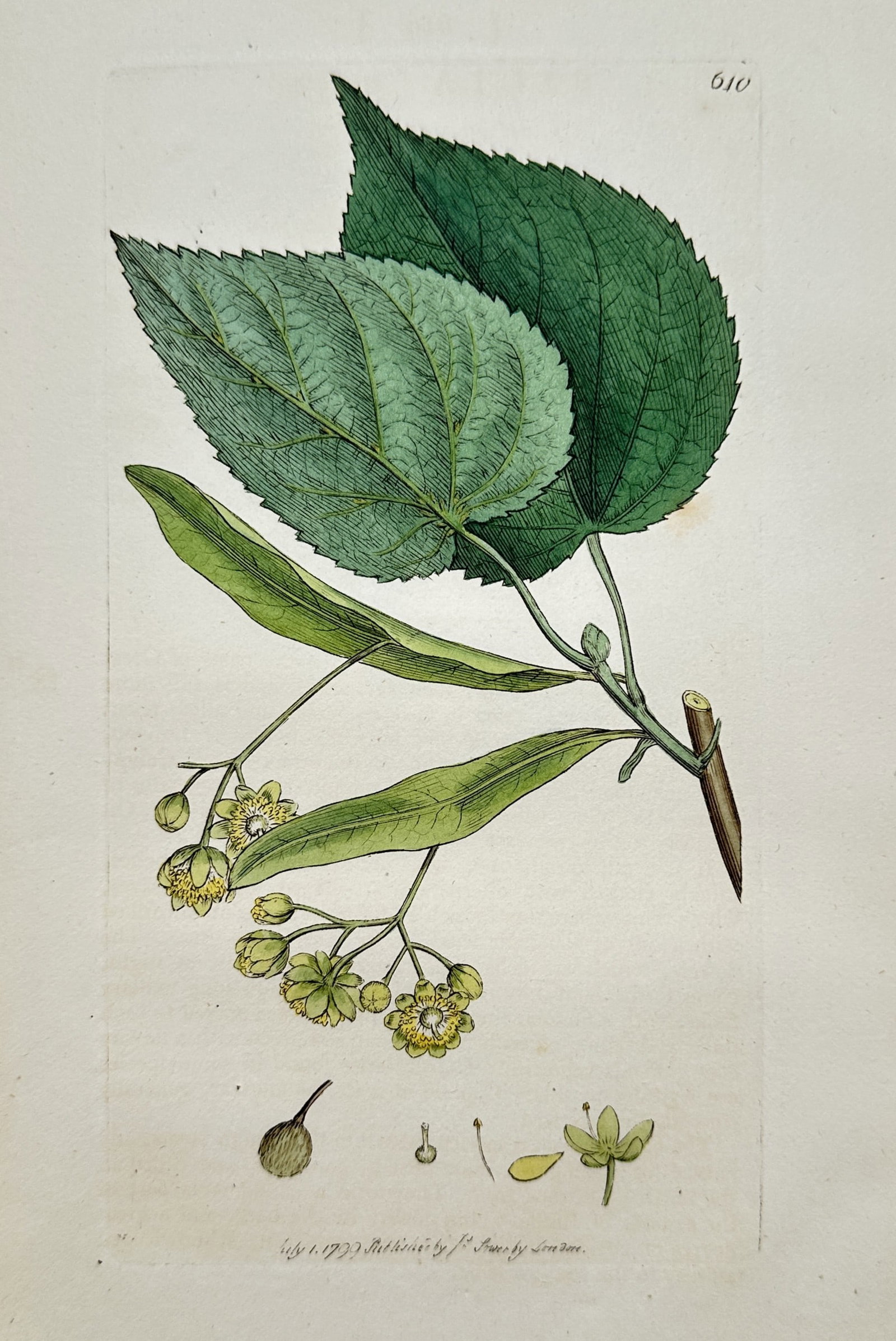 James Sowerby – Botanical study of a Small-leaved Lime Tree – Hand-coloured engraving (1799): "TILIA CORDATA" illustrates a flowering branch of the small-leaved lime tree, showing the characteristic heart-shaped leaves and cymes of yellowish flowers with their attached bracts. This engraving w