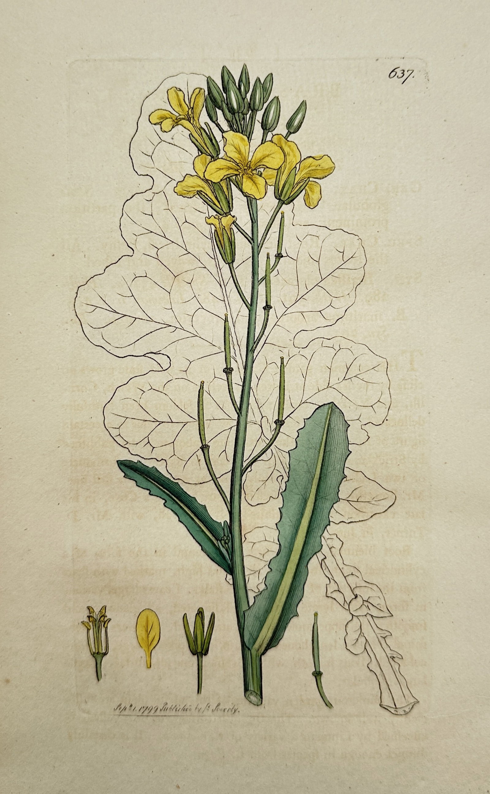 James Sowerby – Botanical study of a Tower Mustard – Hand-coloured engraving (1799): "TURRITIS GLABRA" illustrates a tower mustard specimen, showing the upright flowering habit with yellow blossoms and characteristic glaucous foliage, accompanied by detailed dissections of the stamen,
