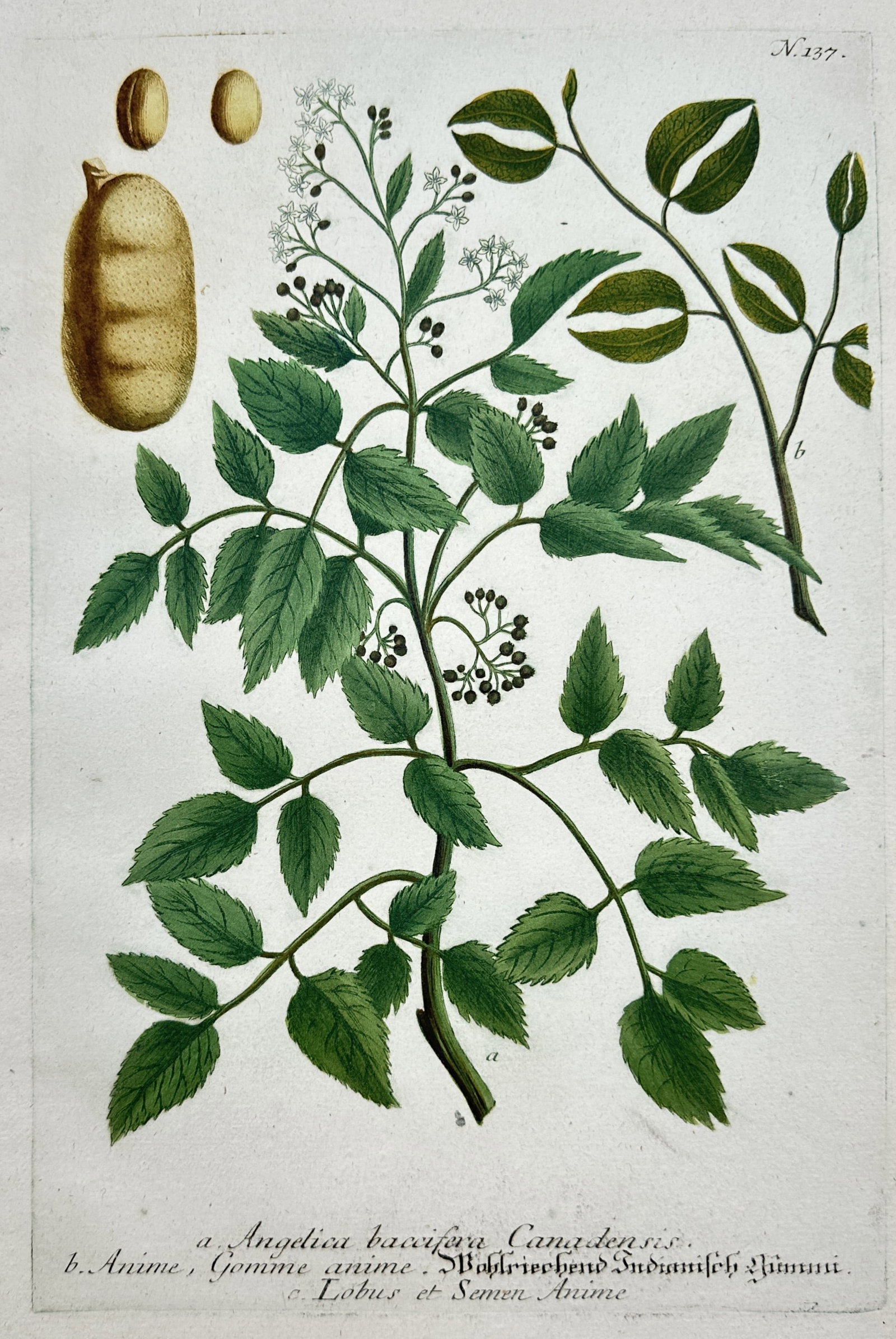 Johann Wilhelm Weinmann – Botanical study of Canadian Angelica and Anime Resin Plant: "ANGELICA BACCIFERA CANADENSIS" illustrates a Canadian berry-bearing angelica alongside the foliage, seed pod, and resinous gum of the Anime plant. This hand-coloured engraving was published in Regens