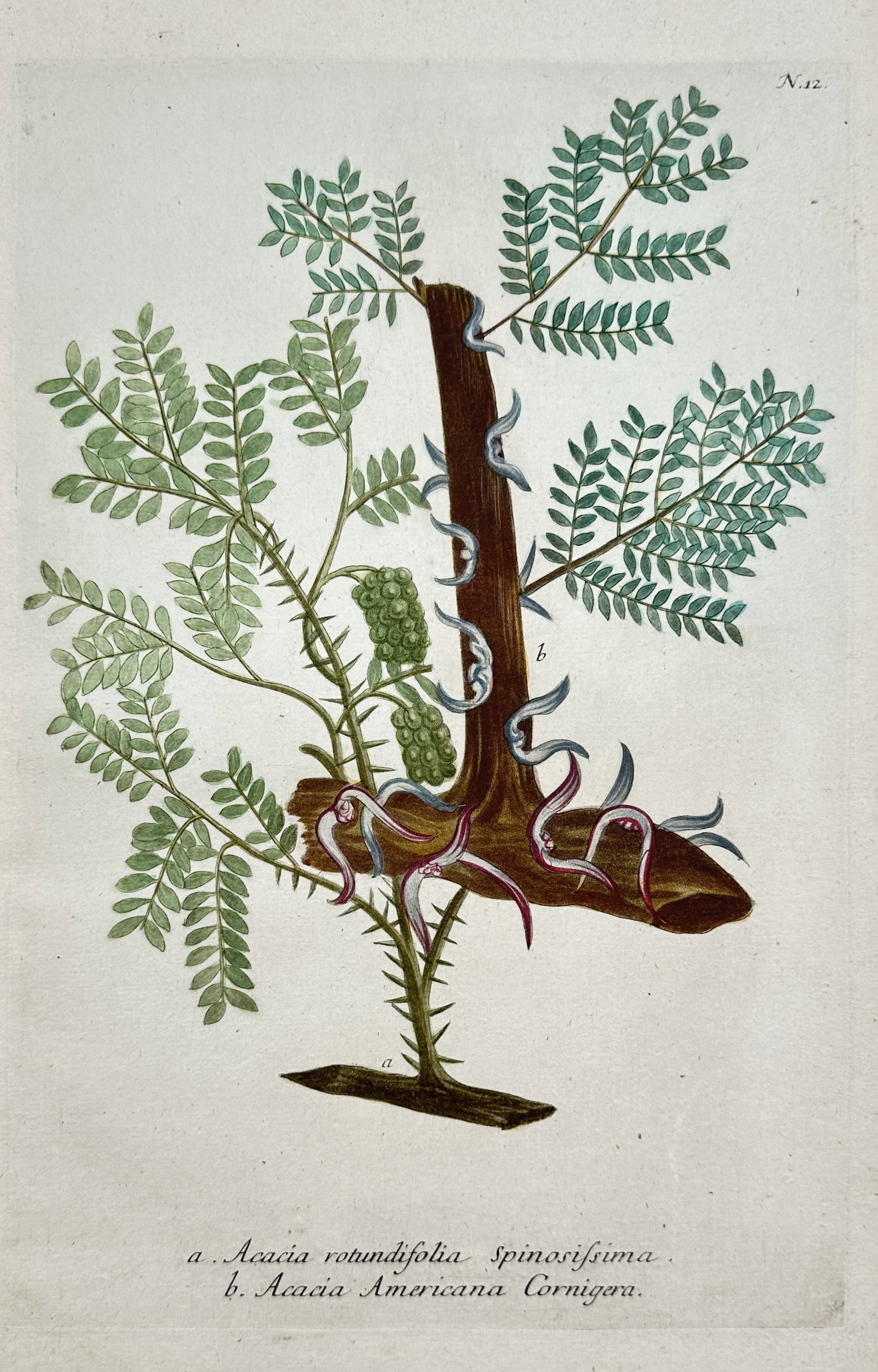Johann Wilhelm Weinmann – Botanical study of Spiny and Bullhorn Acacia: "ACACIA ROTUNDIFOLIA SPINOSISSIMA" illustrates a highly thorny round-leaved acacia alongside the bullhorn acacia, featuring its characteristic large, curved spines and pinnate foliage. This hand-colou