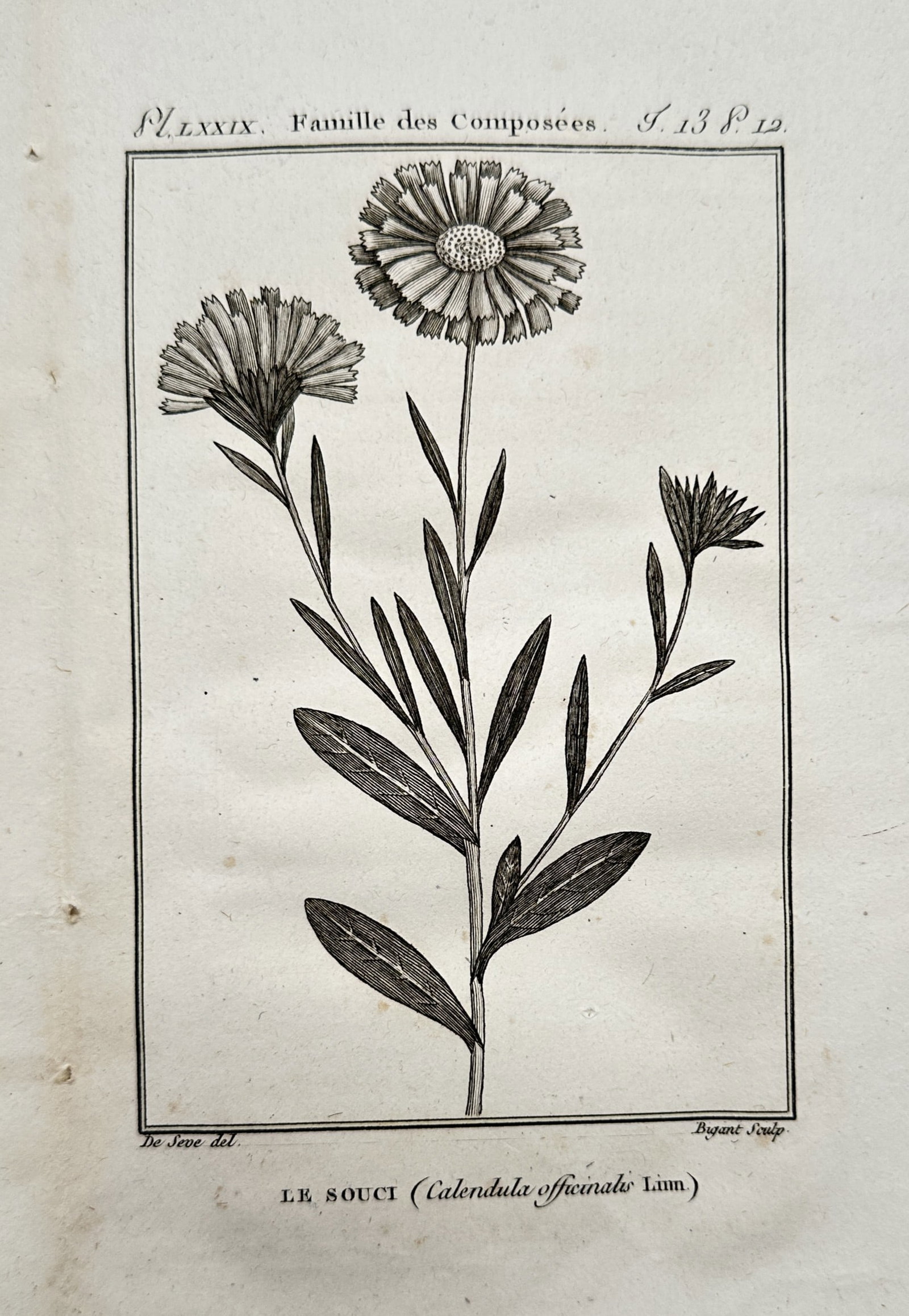 Georges-Louis Leclerc, Comte de Buffon – View of Pot Marigold – Engraving (1770): "Le Souci" illustrates the Calendula officinalis, featuring a central stem with several flower heads in different stages of bloom and detailed foliage. This engraving was produced for the Histoire Nat