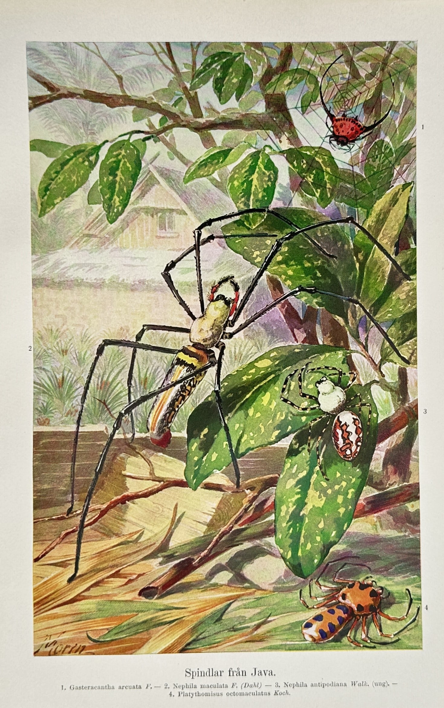 Einar Wahlgren – View of Spiders from Java – Lithograph (1941): "Spindlar från Java" depicts a variety of tropical arachnids in a lush Indonesian setting, including the giant wood spider (Nephila maculata) and the ornate spiny orb-weaver (Gasteracantha). This lit