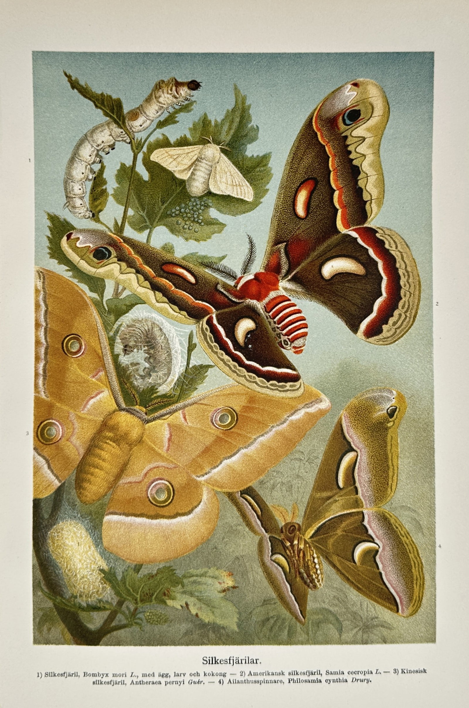 Einar Wahlgren – View of Silk Moths – Lithograph (1941): "Silkesfjärilar" illustrates the life cycle and various species of silk-producing moths, including the domestic silk moth (Bombyx mori) shown with its eggs, larva, and cocoon, as well as the Cecropia