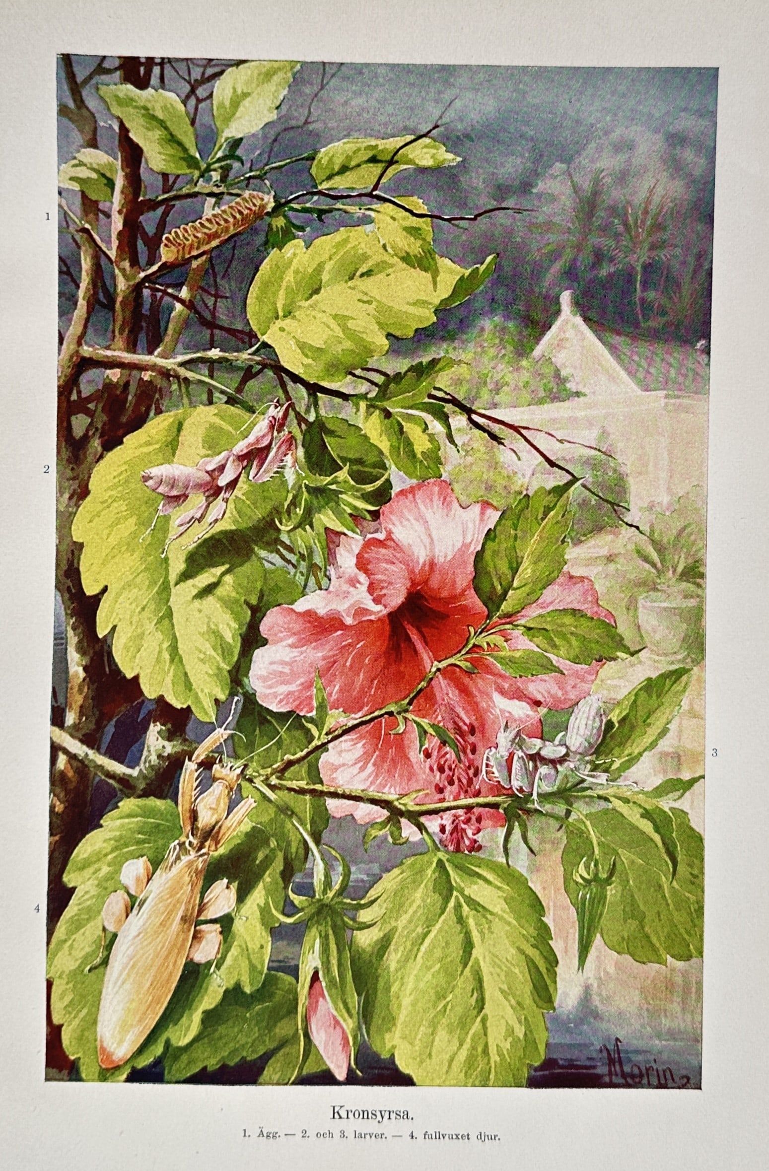 Einar Wahlgren – View of Orchid Mantises – Lithograph (1941): "Kronsyrsa" depicts the lifecycle and camouflage of the orchid mantis (Hymenopus coronatus) on a flowering hibiscus, showing its eggs, larvae, and the fully grown insect. This lithograph was published