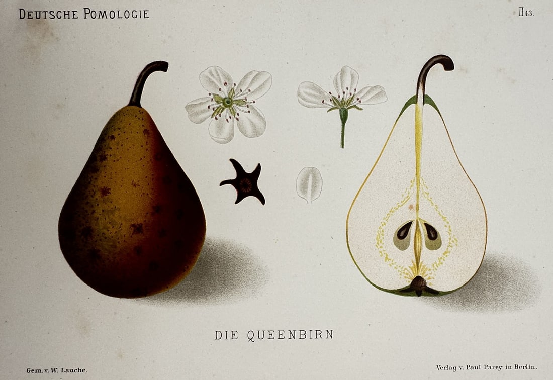 Wilhelm Lauche (1827–1883) – View of the Queen Pear – Chromolithograph (1882): "Die Queenbirn" is a chromolithograph depicting a whole pear, a cross-section showing the seeds and core, and botanical details of the blossoms and petals from the work Deutsche Pomologie published by