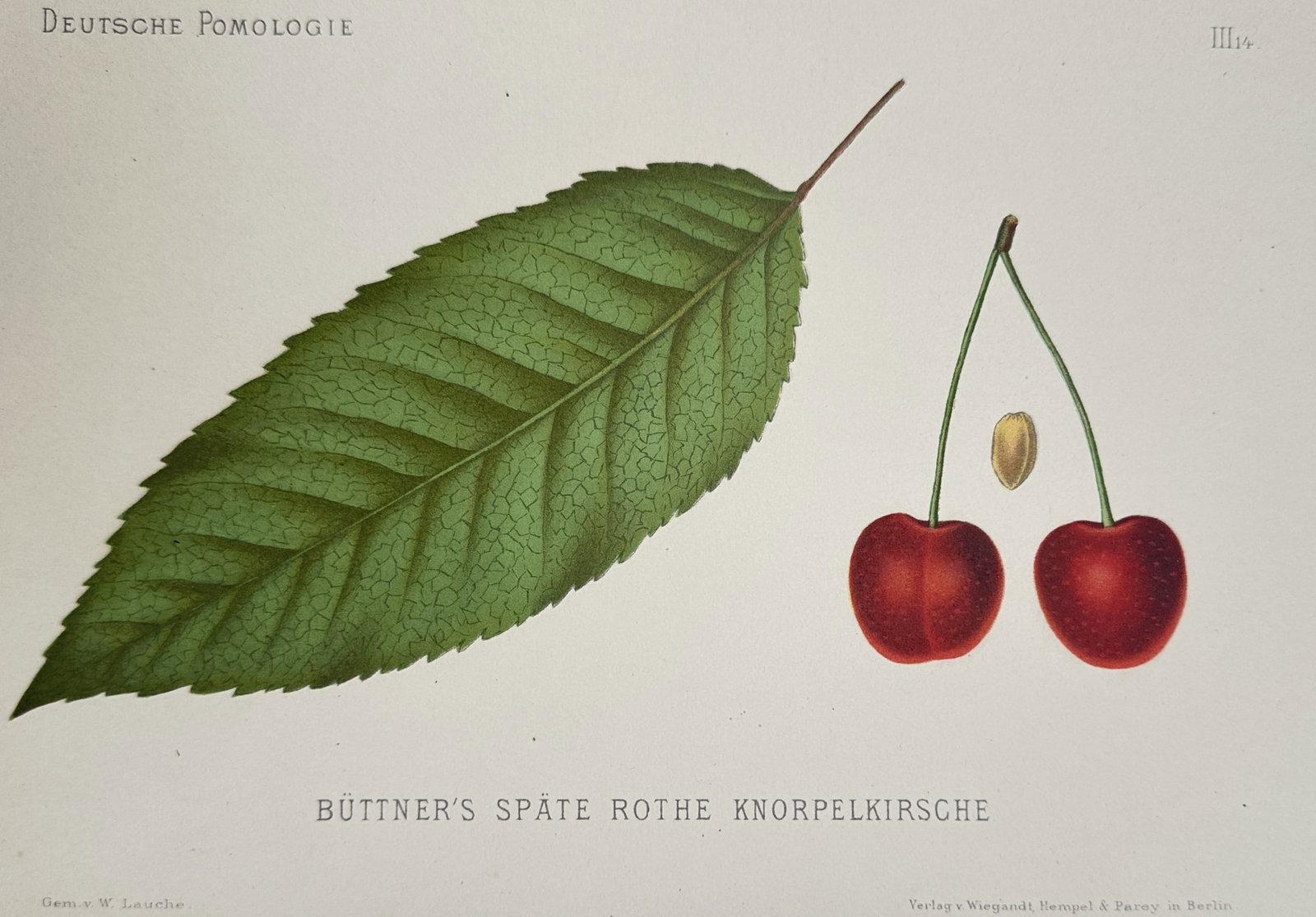 Wilhelm Lauche (1827–1883) – View of Buettner’s Late Red Cherry – Chromolithograph (1882) (1 of 2)