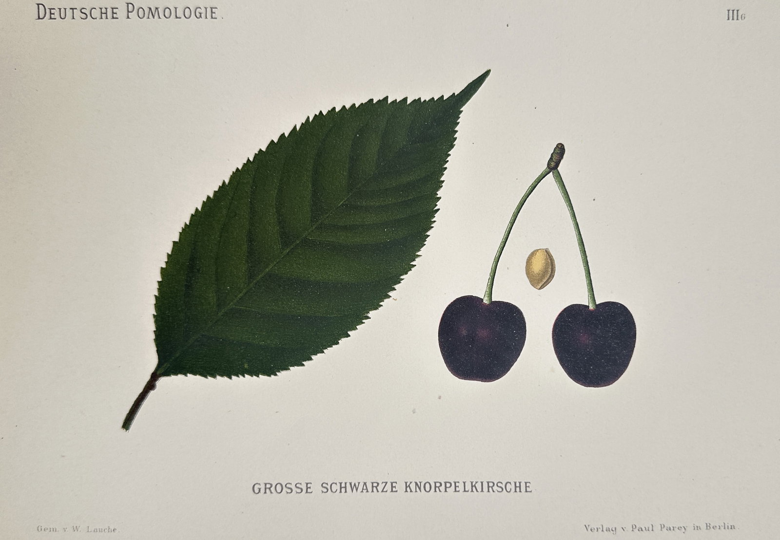 Wilhelm Lauche (1827–1883) – View of the Large Black Cherry – Chromolithograph (1882): "Grosse Schwarze Knorpelkirsche" is a chromolithograph depicting a pair of deep purple, nearly black cherries on a single stem, a small cherry pit, and a detailed green leaf from the multi-volume bota