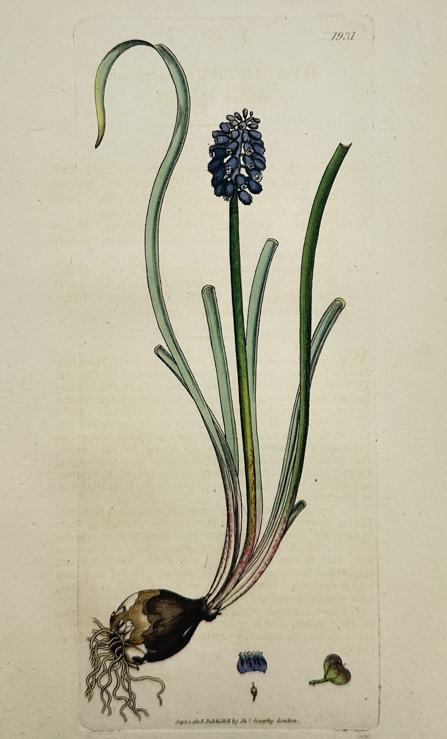 James Sowerby – Botanical Study of a Grape Hyacinth – Great Britain – Hand-coloured etching (1 of 2)