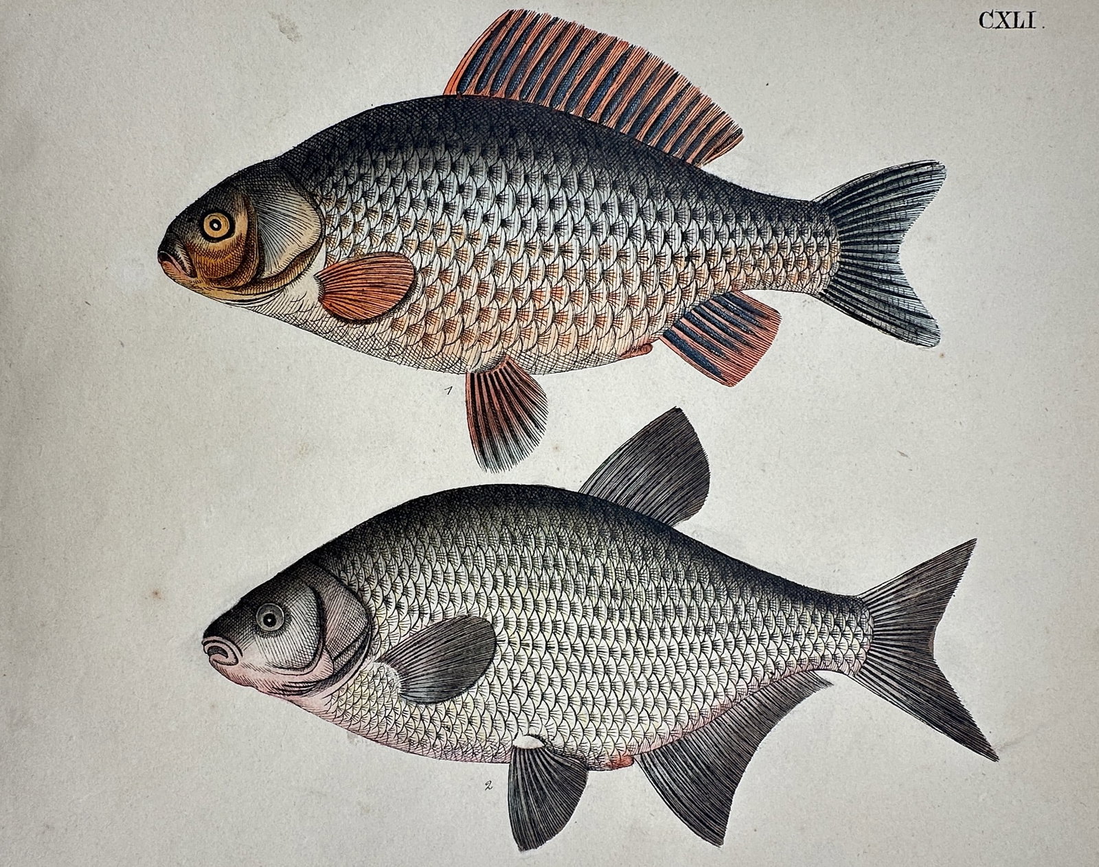 Friedrich Justin Bertuch – Study of Freshwater Fish: Carp and Bream: "Fische" This hand-coloured copper engraving illustrates two species of freshwater fish, featuring a carp with detailed orange and black dorsal fin patterns and a silver-scaled bream. The work was pub