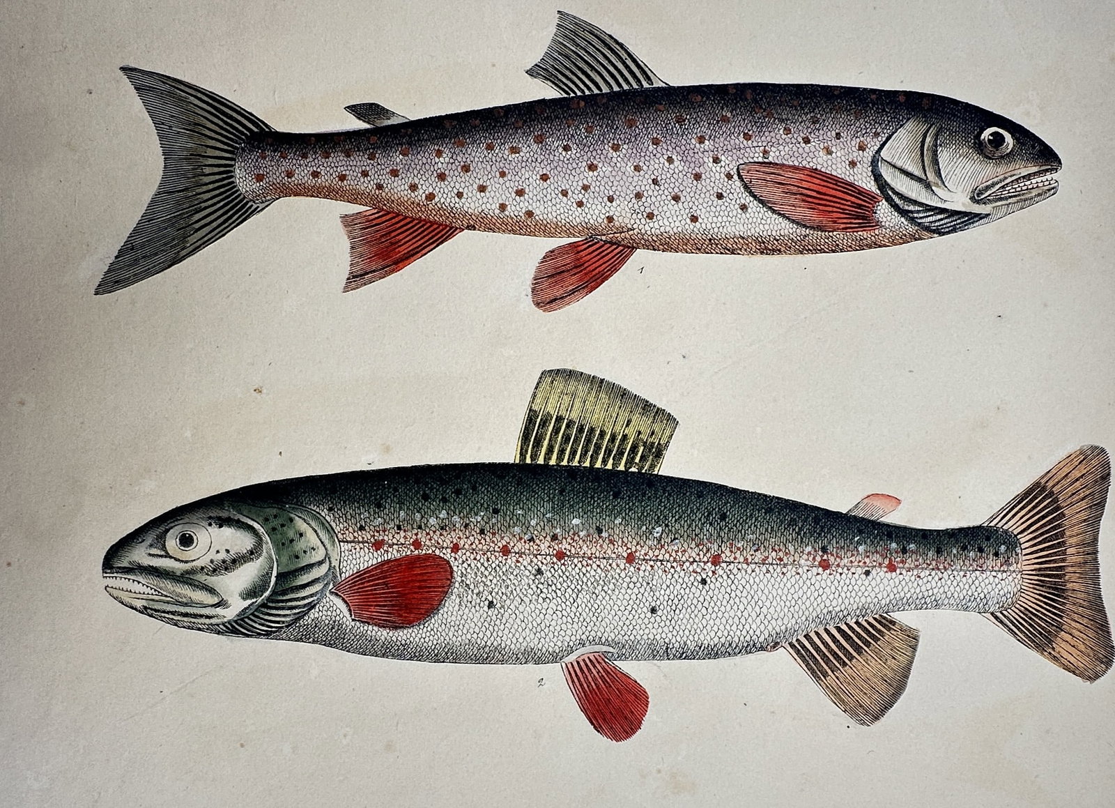 Friedrich Justin Bertuch – Study of Salmonids: Brown Trout and Char (1 of 2)