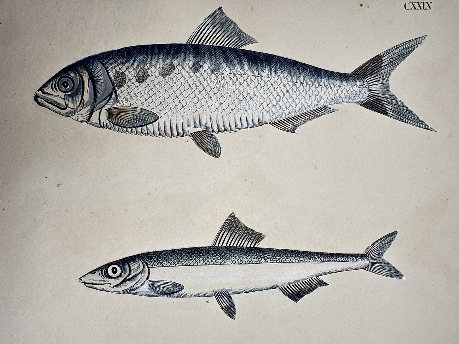 Friedrich Justin Bertuch – Study of Clupeid Fish: Twaite Shad and Herring (1 of 2)