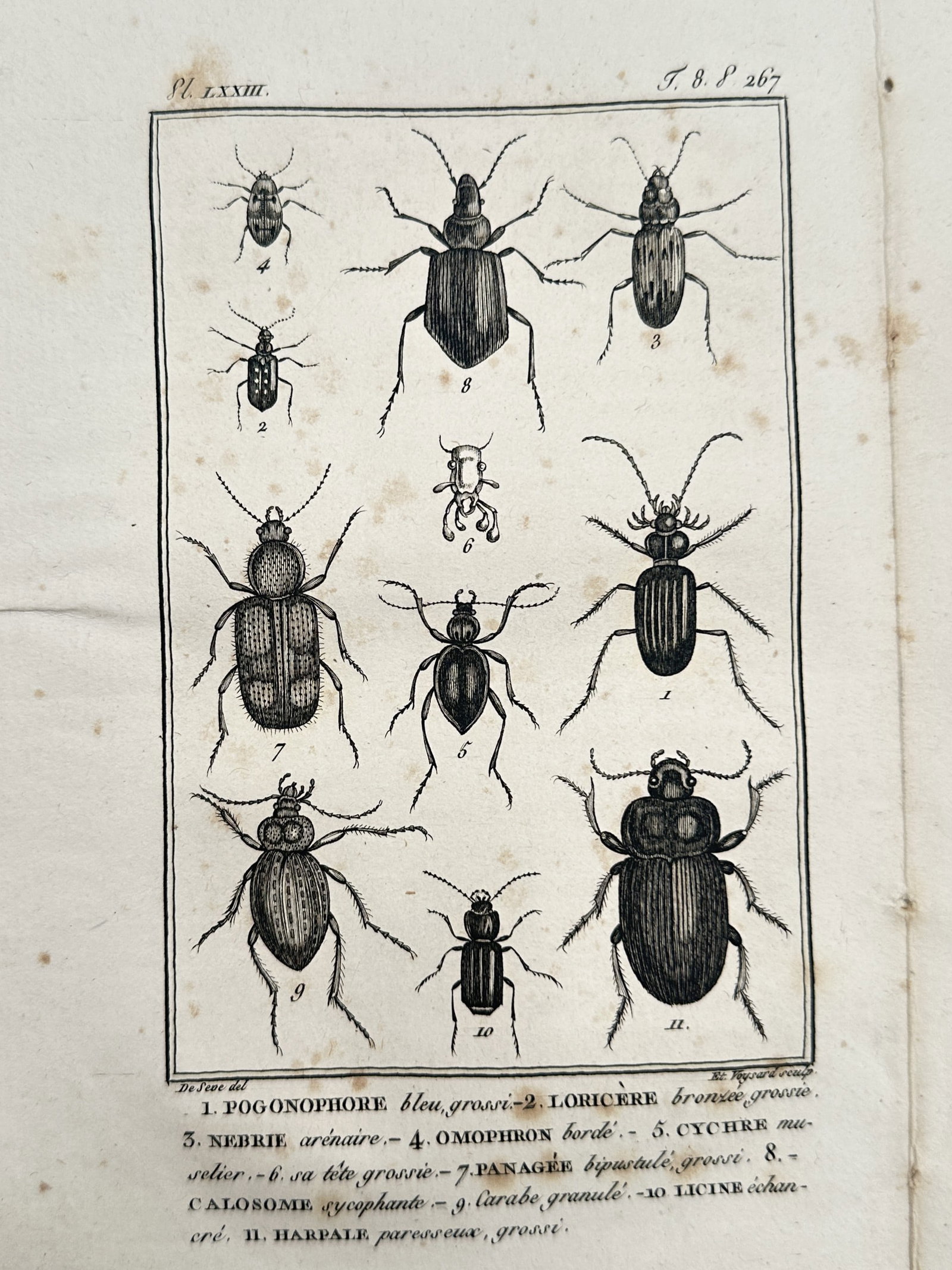 Georges-Louis Leclerc, Comte de Buffon – Study of Ground Beetles and Carabidae – Engraving (1 of 2)