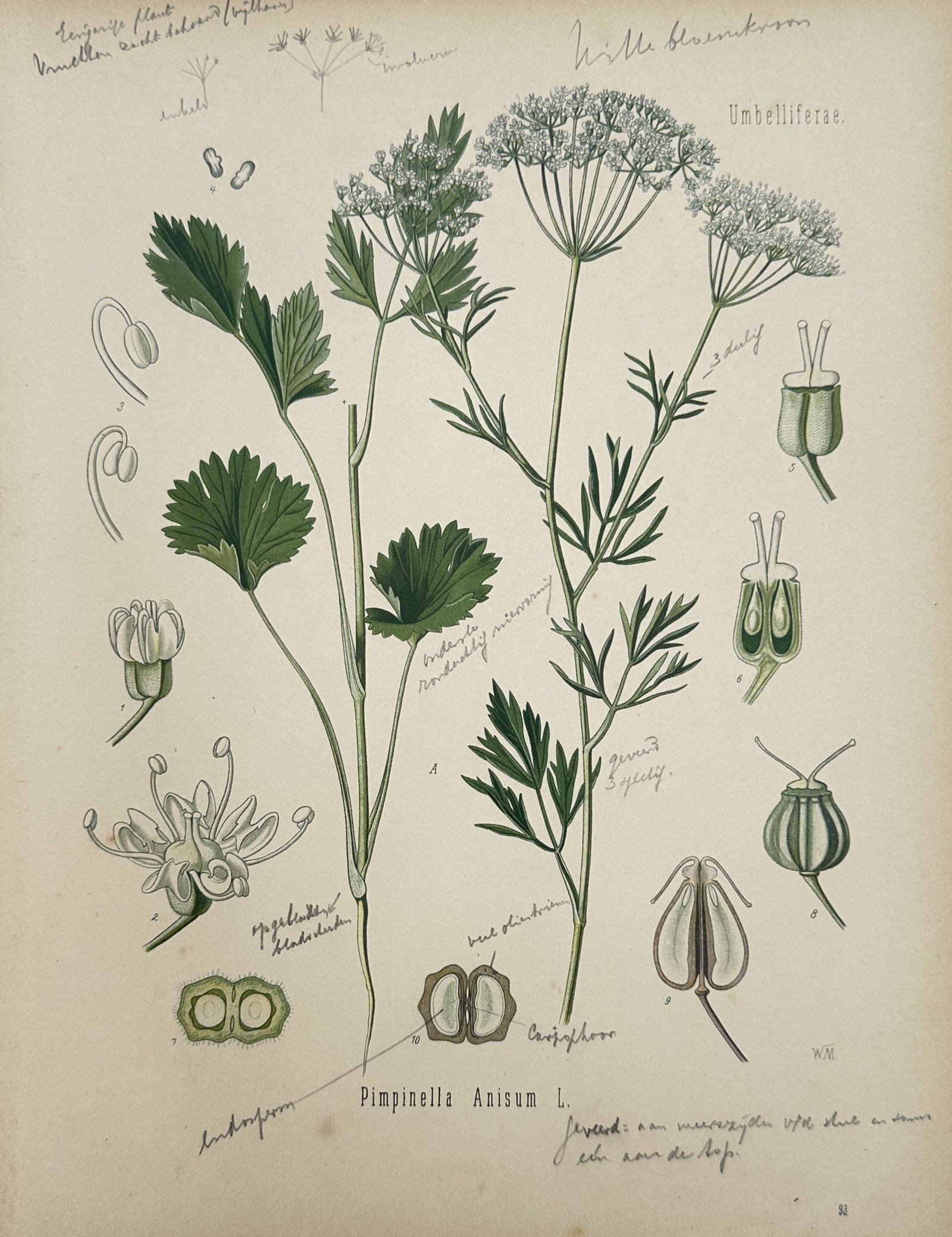 Hermann Adolph Köhler – Botanical Study of Anise (Pimpinella Anisum L.) – Chromolithograph (1 of 2)