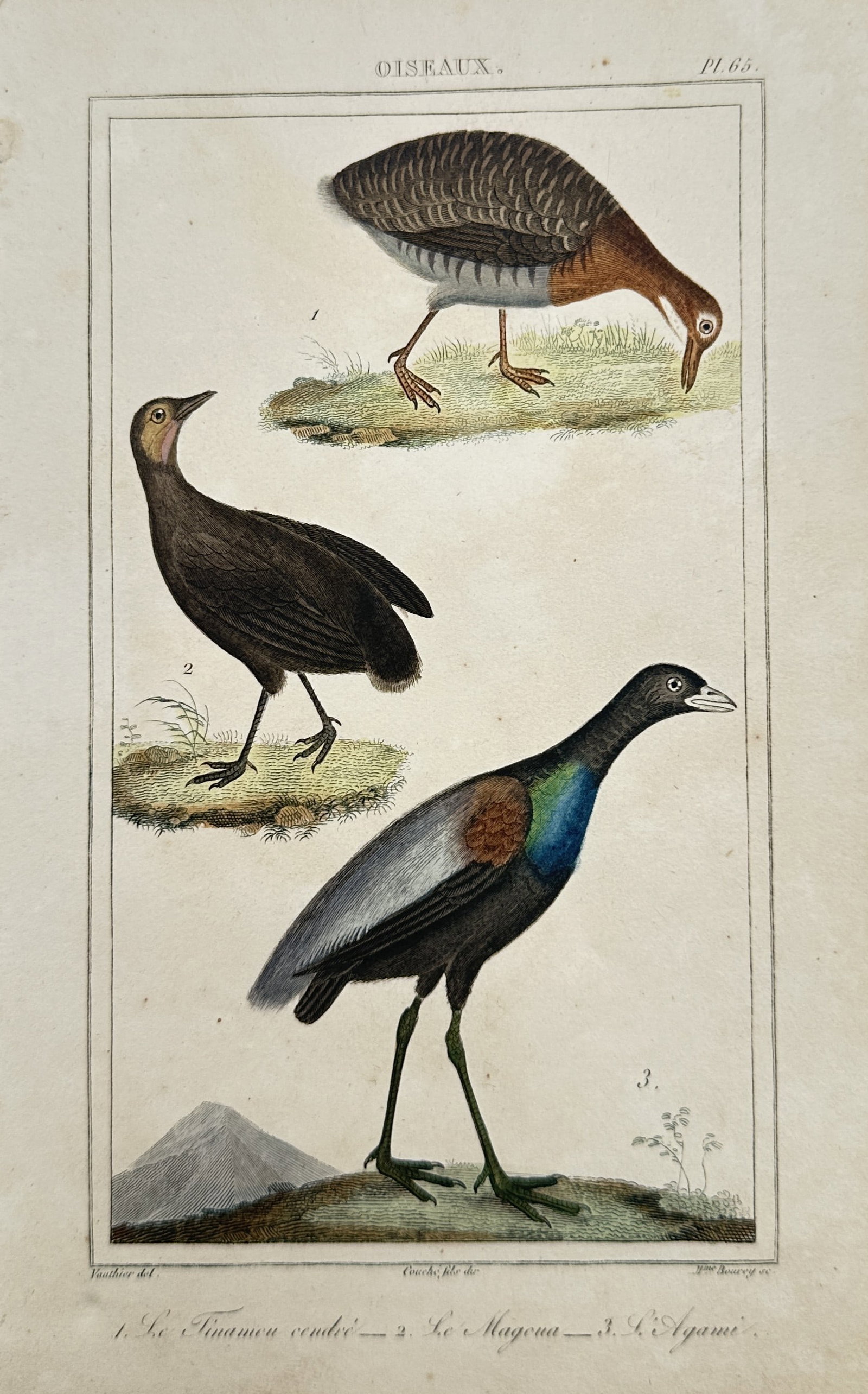 Georges-Louis Leclerc, Comte de Buffon – Study of South American Birds: Tinamou, Magoua, and Agami (1 of 2)