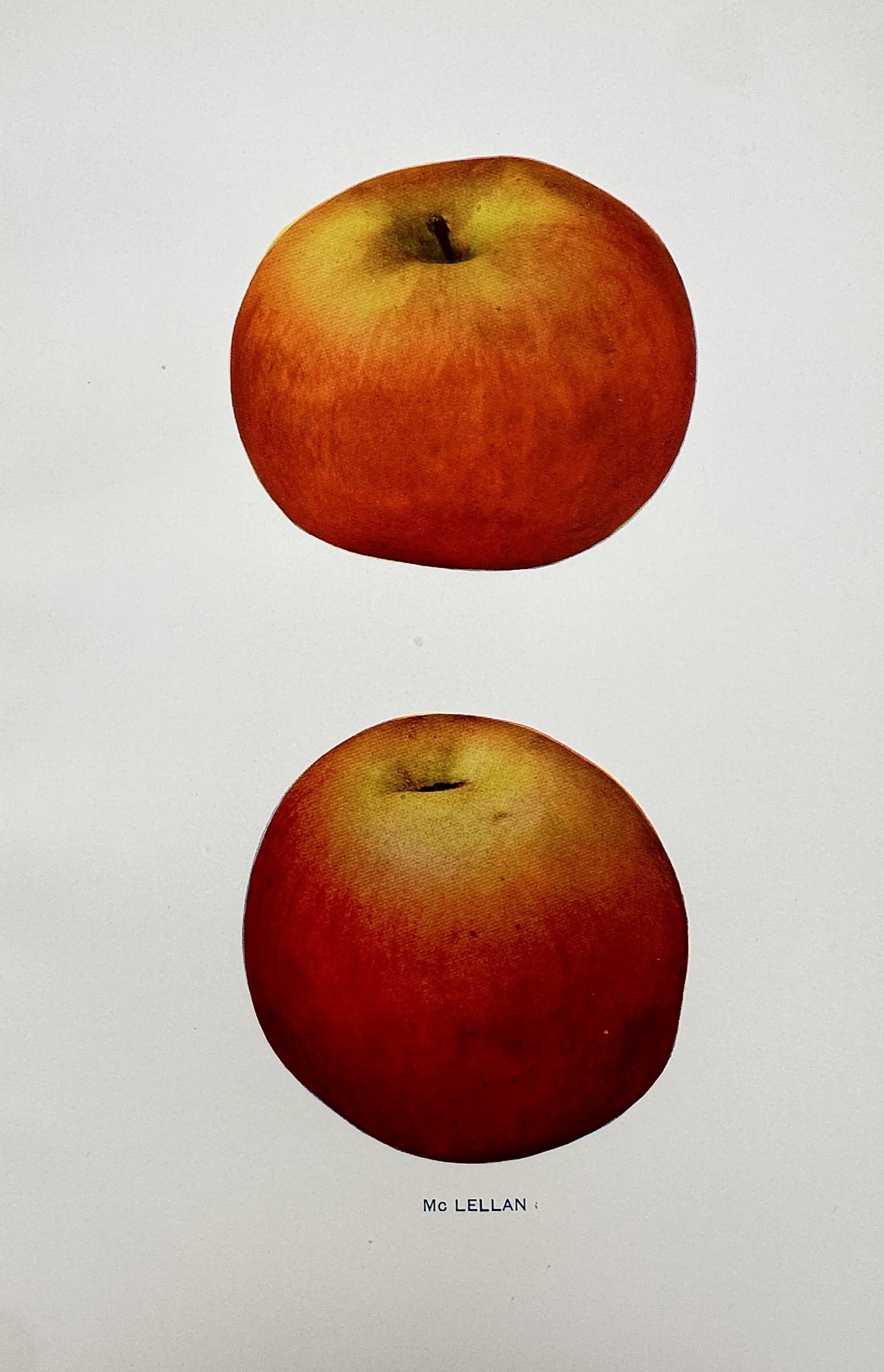 Spencer Ambrose Beach (1860–1922) – Study of the McLellan Apple – Chromolithograph (1905) (1 of 2)