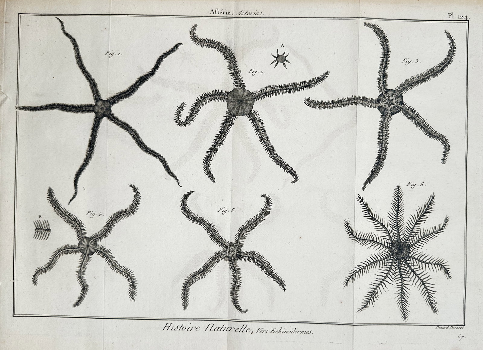 Robert Bénard (1734–1777) – View of Starfish and Brittle Stars – Engraving (1791): "Histoire Naturelle, Vers Echinodermes" illustrates various species of starfish and brittle stars, showing detailed anatomical structures of their radiating arms. This engraving was published in the T