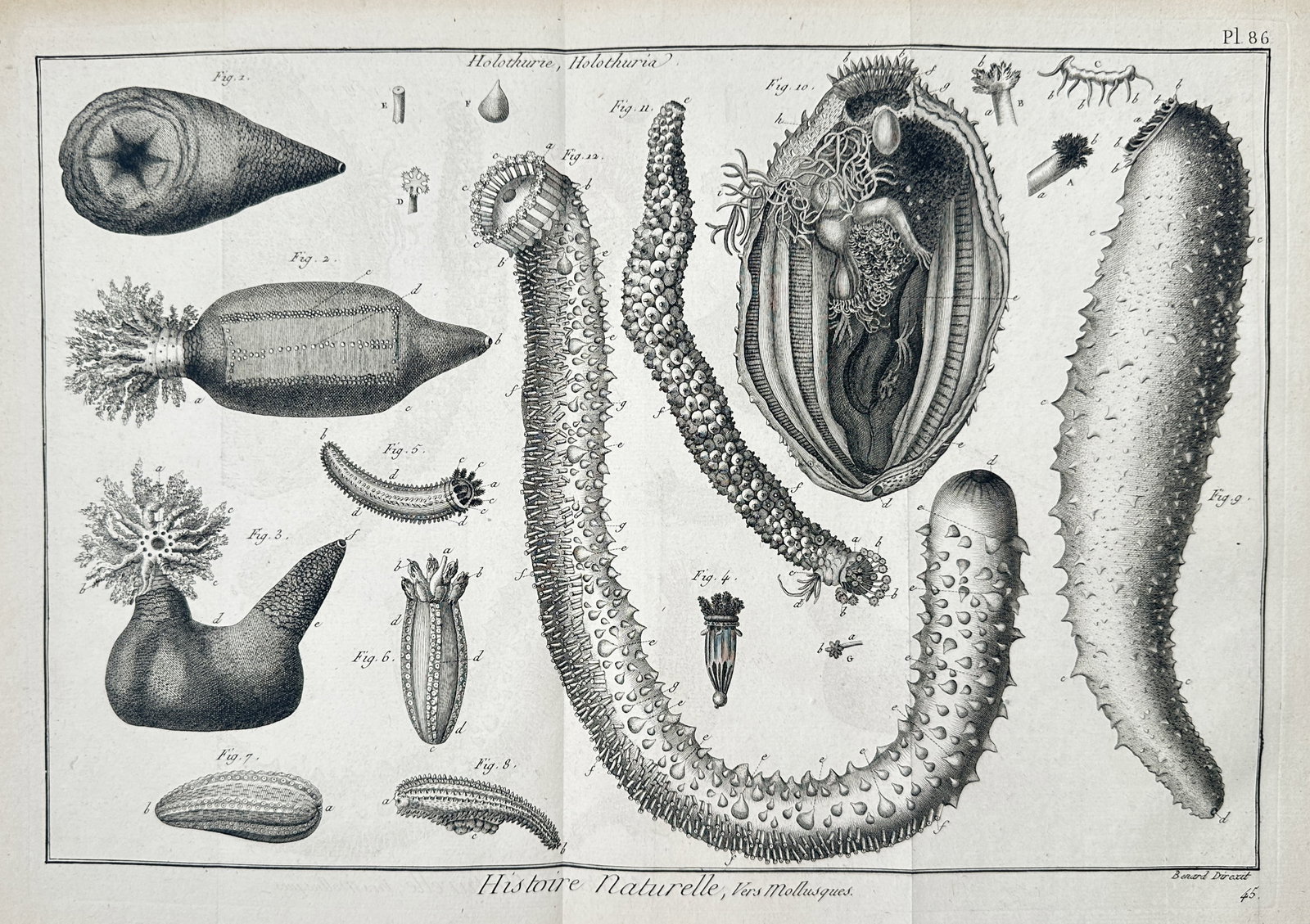 Robert Bénard (1734–1777) – View of Sea Cucumbers and Marine Invertebrates – Engraving (1791) (1 of 2)