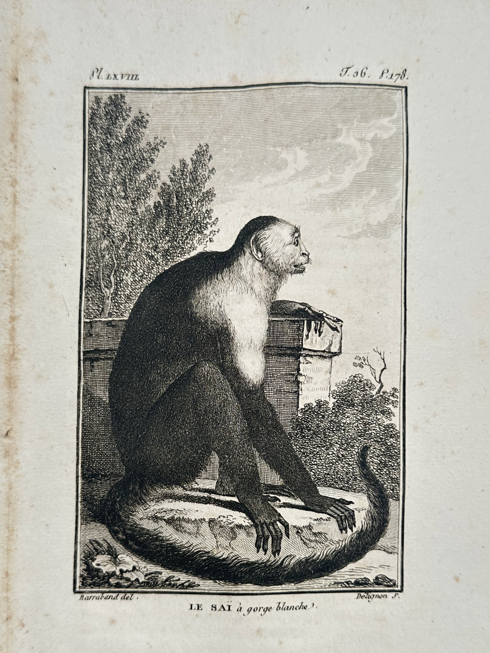 Jacques Barraband (1767–1809) – View of a White-throated Capuchin – Engraving (1799) (1 of 2)