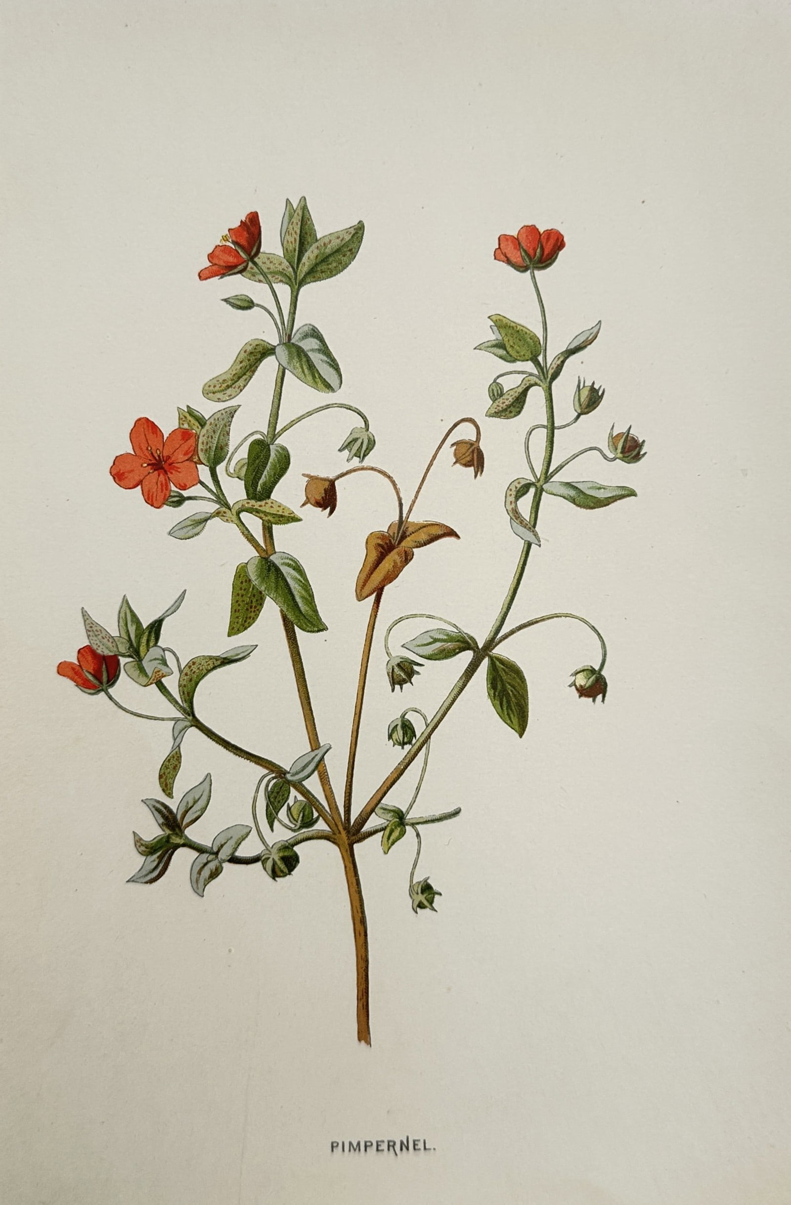 Frederick Edward Hulme (1841–1909) – Pimpernel – Chromolithograph (1880) (1 of 2)