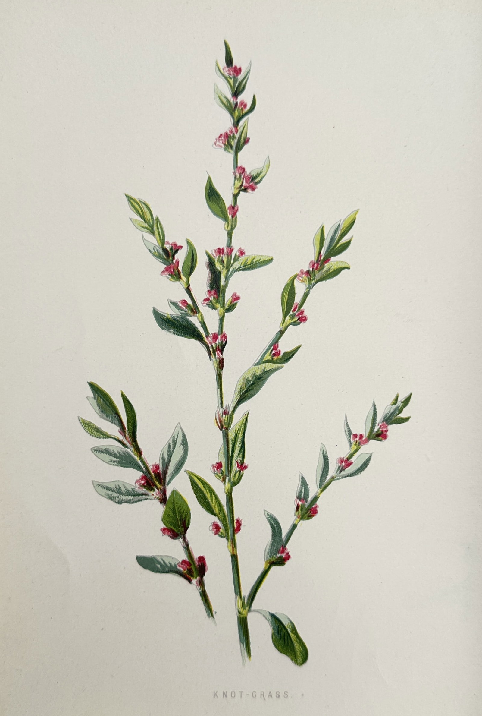 Frederick Edward Hulme (1841–1909) – Knot-grass – Chromolithograph (1880) (1 of 2)