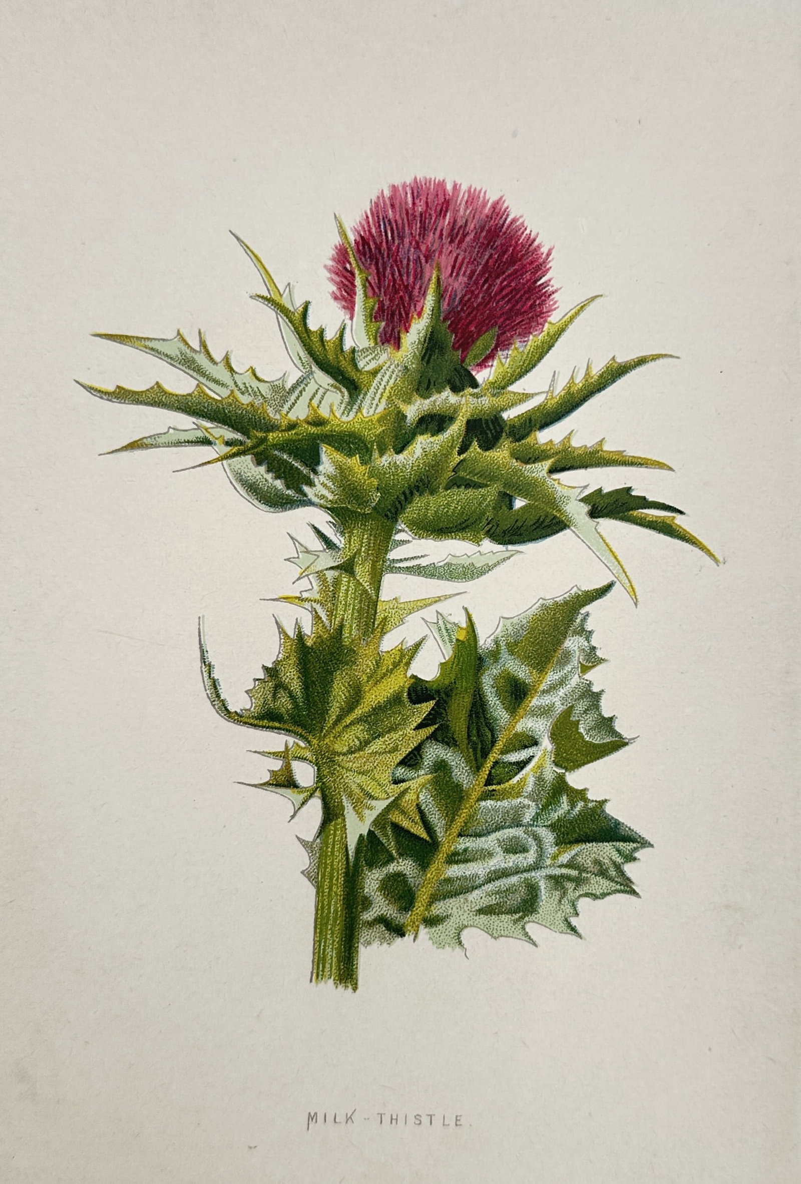 Frederick Edward Hulme (1841–1909) – Milk Thistle – Chromolithograph (1880) (1 of 2)