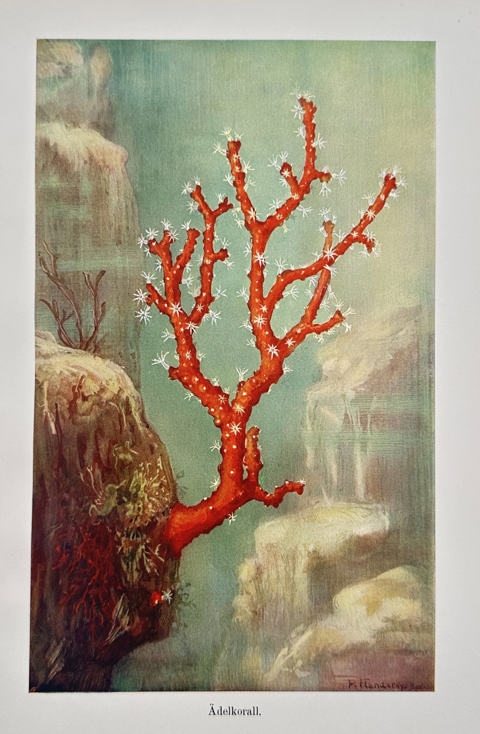 Alfred Brehm (1829–1884), after – Precious Coral – Offset print (20th Century) (1 of 2)