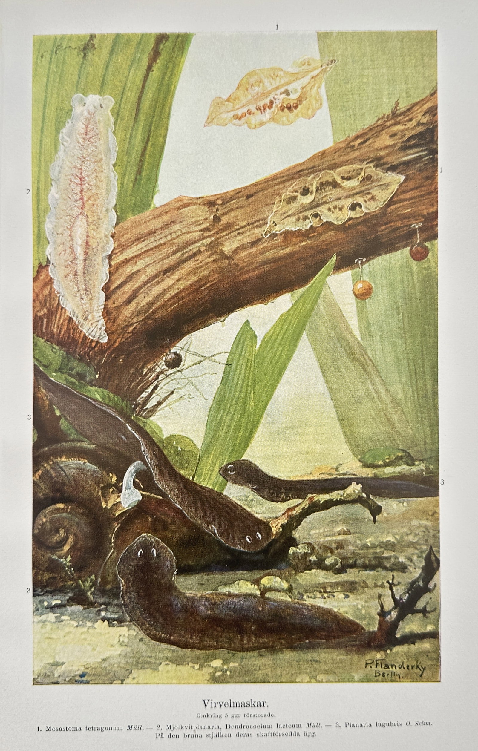 Alfred Brehm (1829–1884), after – Turbellarian Flatworms – Offset print (20th Century) (1 of 2)
