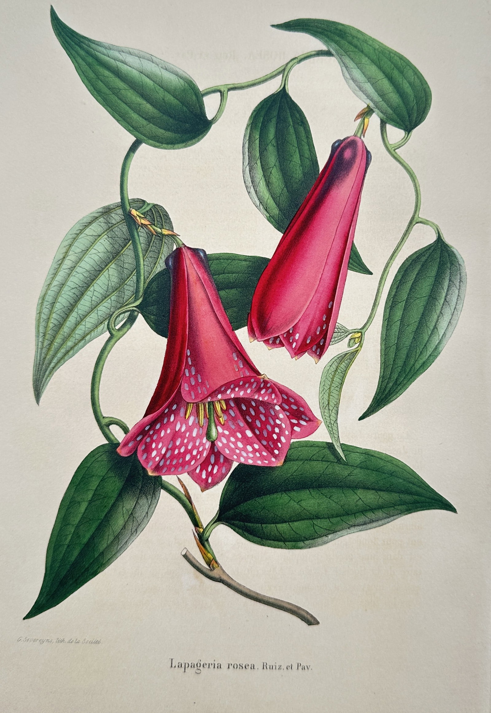 Guillaume Severeyns (1830–1912) – Chilean Bellflower – Chromolithograph (1885): "Lapageria rosea. Ruiz. et Pav." illustrates the vibrant pink, bell-shaped flowers of the Chilean bellflower, featuring their characteristic white-spotted interior and waxy texture. This chromolithogr
