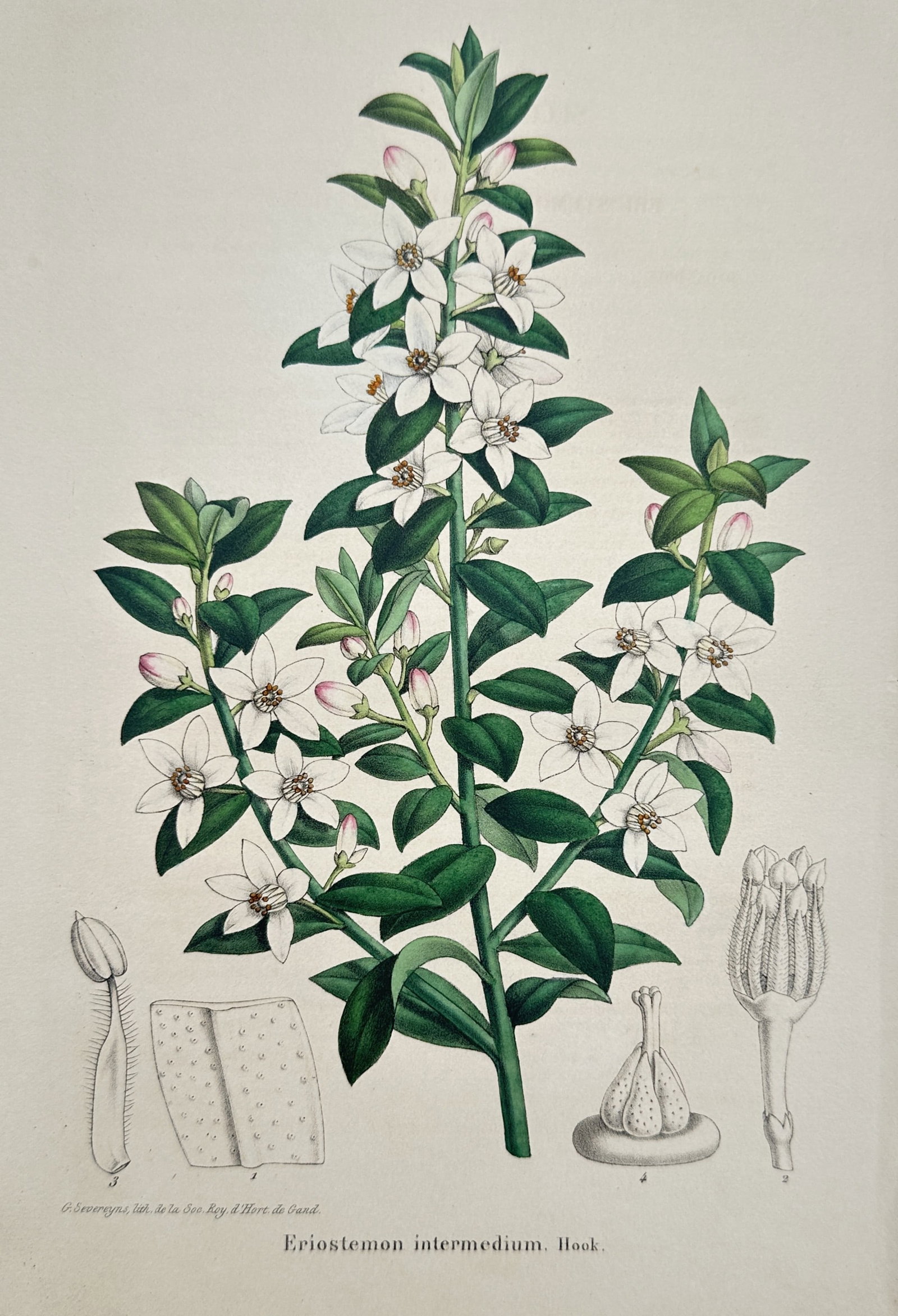 Guillaume Severeyns (1830–1912) – Eriostemon – Chromolithograph (1885): "Eriostemon intermedium. Hook." illustrates a flowering branch of the waxflower with its star-shaped white blossoms and thick green leaves, accompanied by various botanical dissections showing the int
