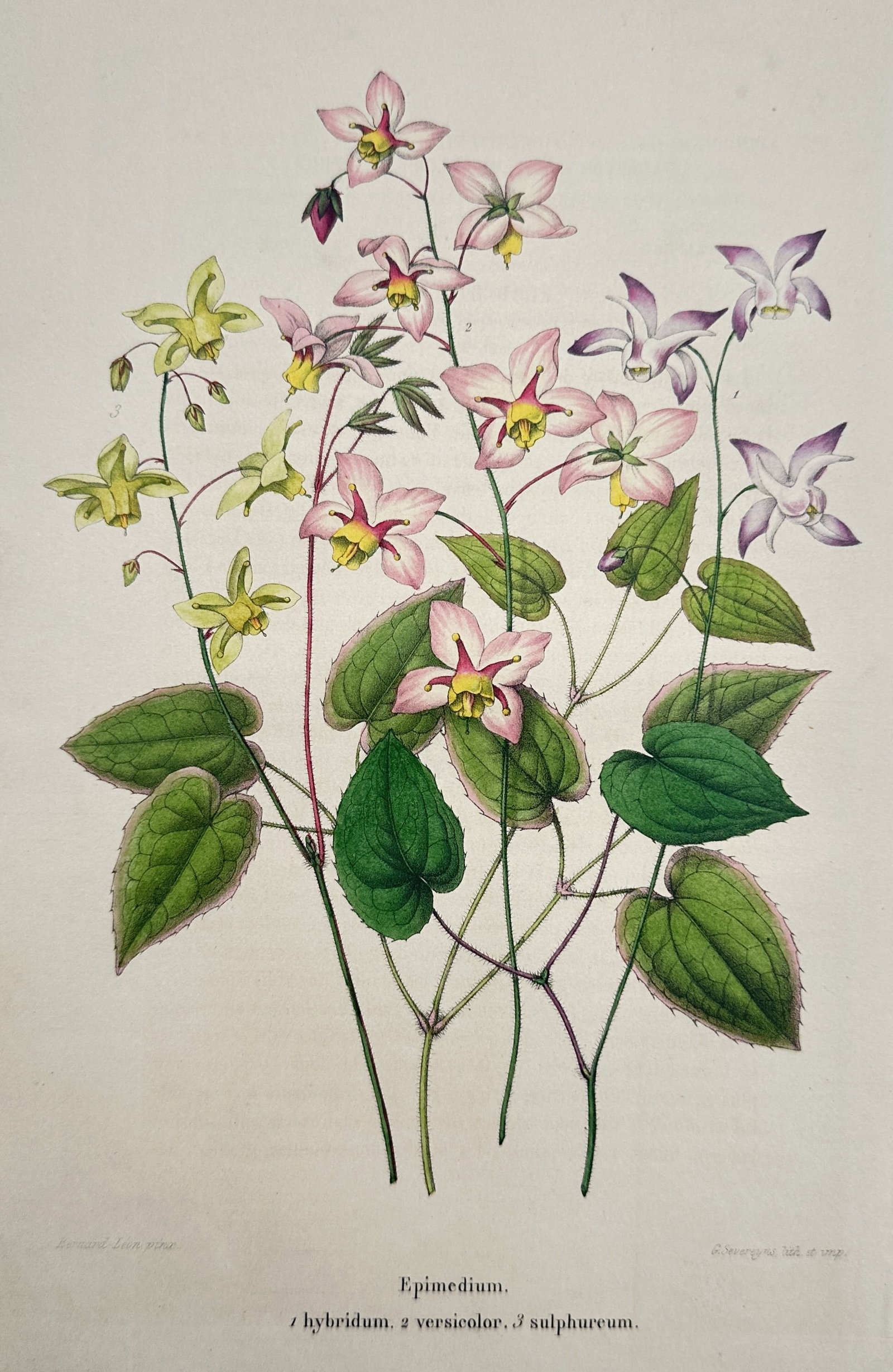 Guillaume Severeyns (1830–1912) – Epimedium Varieties – Chromolithograph (1885): "Epimedium. 1 hybridum, 2 versicolor, 3 sulphureum" illustrates three distinct types of barrenwort, showing a range of pink, pale yellow, and white blossoms alongside their characteristic heart-shaped