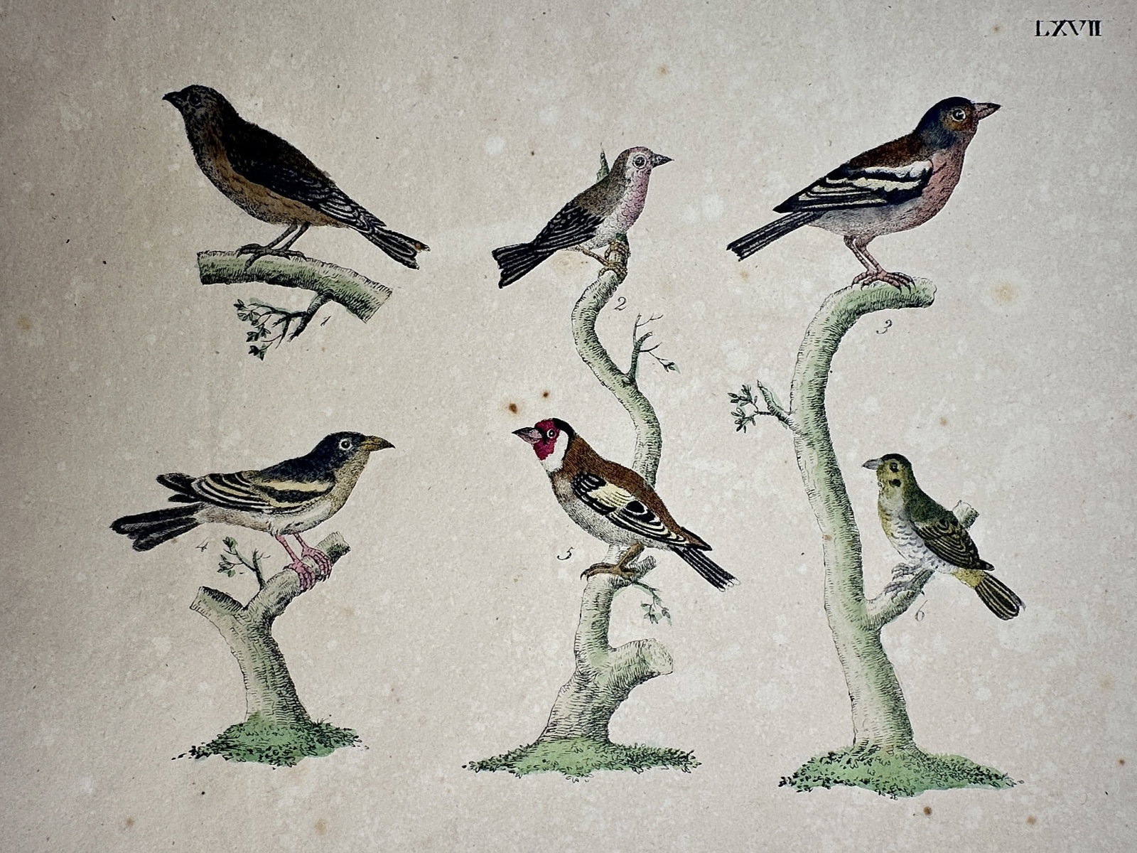 Friedrich Justin Bertuch – Finches and Sparrows – Hand-coloured copper engraving (1790) (1 of 2)